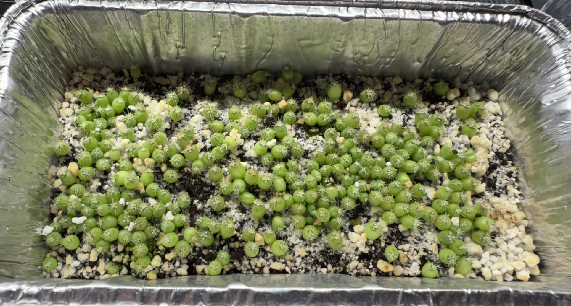 MARS HYDRO 10''x 20.75'' Seedling Heat Mat with Thermostat Heating Pad IP67 Waterproof, Easy to Clean, for Seedling, Germination, Clone, Reptile customer photo 2