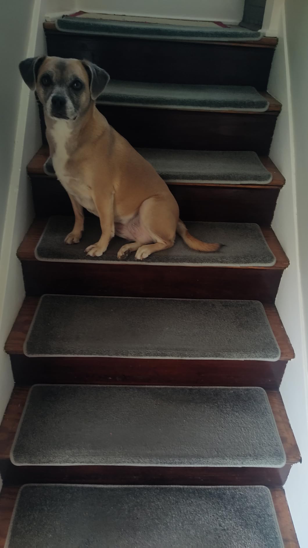 PURE ERA Bullnose Carpet Stair Treads Tape Free Non-Slip Indoor Stair Protectors Pet Friendly Stair Treads for Wooden Steps 9.5