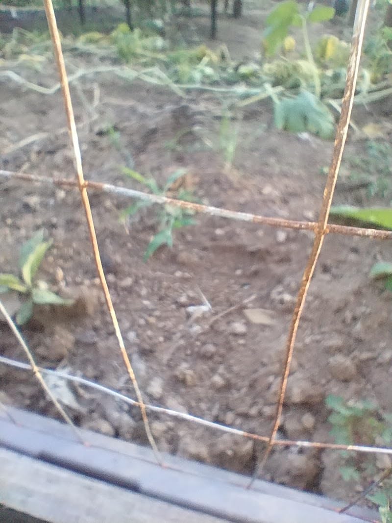 Gisafai 60in x 80ft Welded Wire Fence, 2 Inch x 4 Inch 16 GA, Galvanized Metal Garden Fence Roll Wire Mesh Netting for Goat Deer Cattle Animal Enclosures and Yard Vegetable Plant Protection, Silver customer photo 1