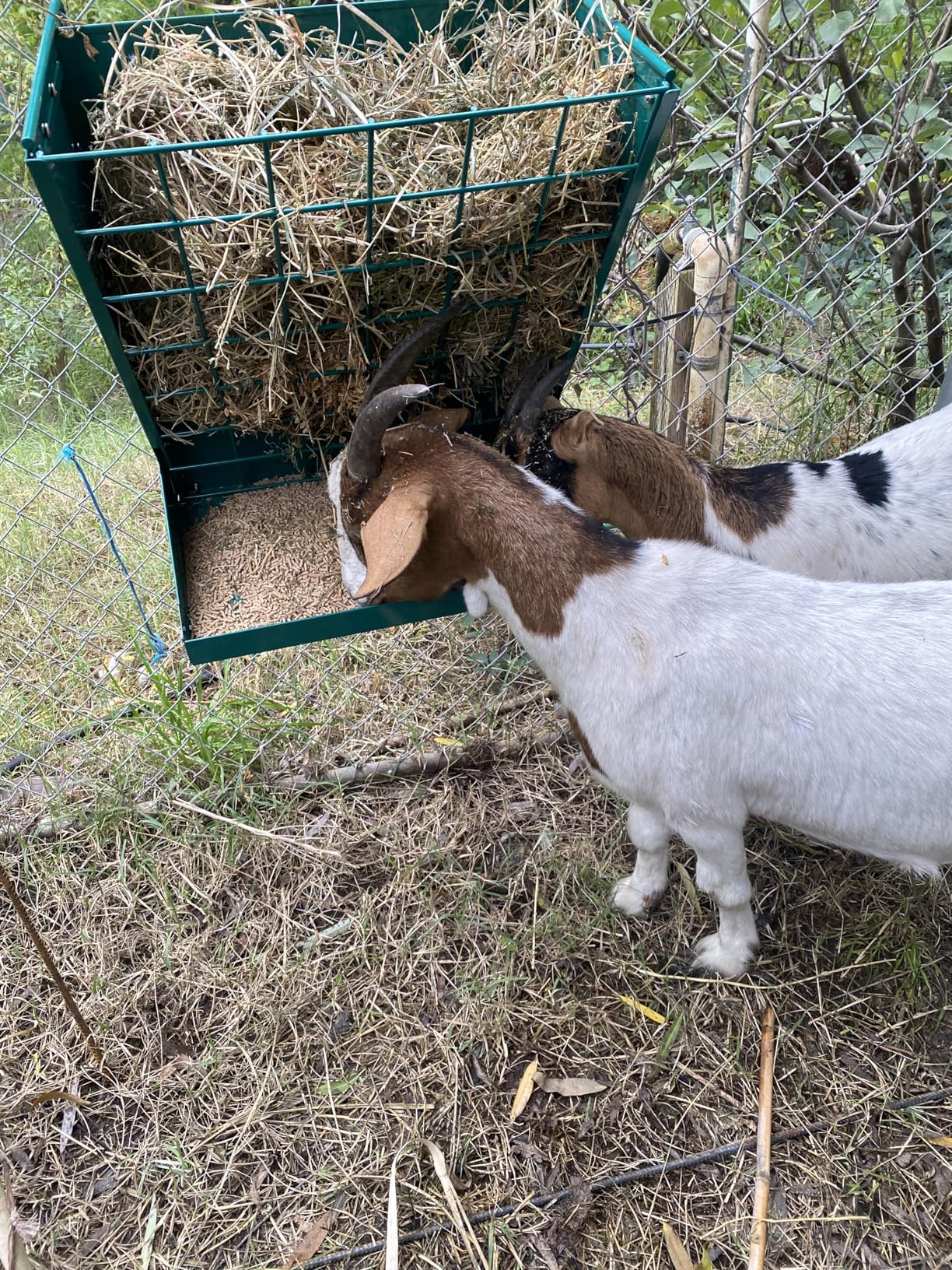 Wall Mount Hay Rack, Heavy-Duty Galvanized Metal 2 in 1 Hay and Grain Feeder, Livestock Feeder with Adjustable Distance, Hay Feeder for Goats, Sheep, Horse customer photo 2