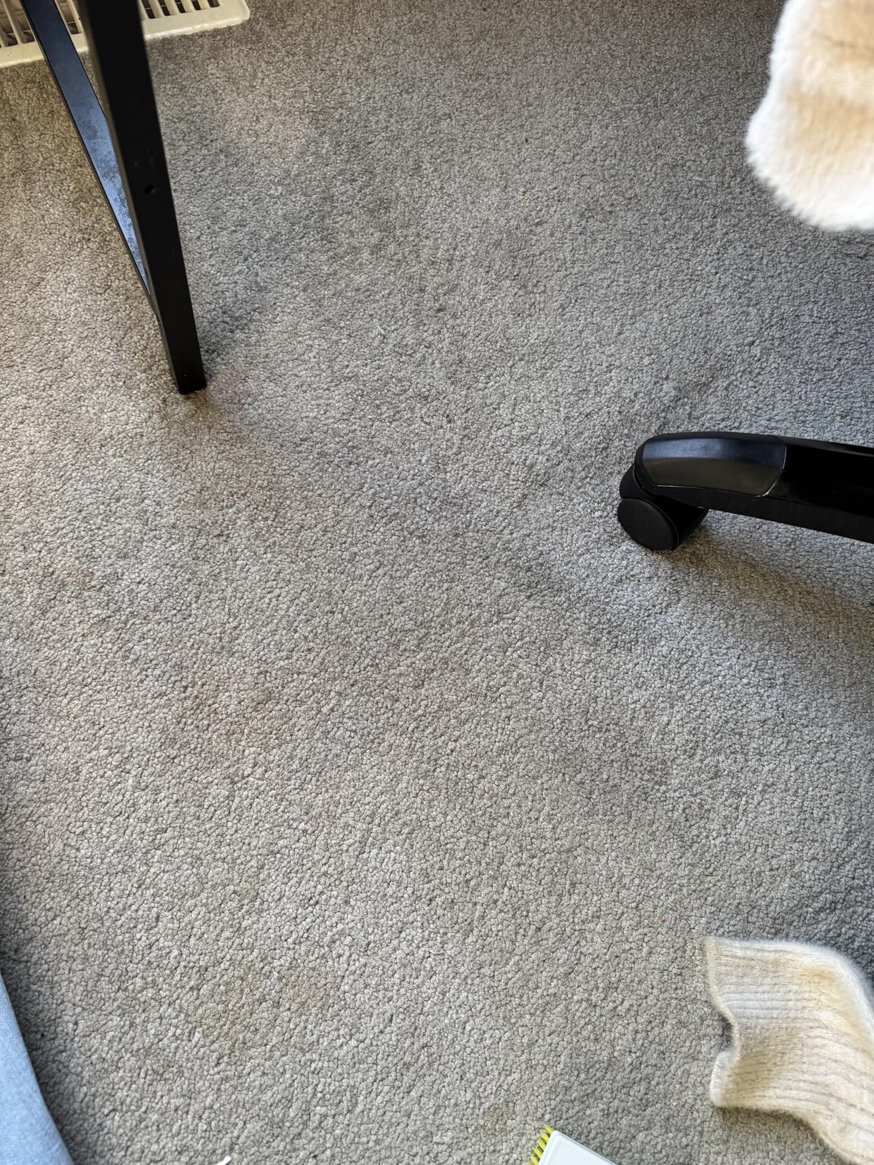 Carbona 2-in-1 Oxy-Powered Carpet Cleaner (13.5 Fl Oz), Spot Cleaner with Dual Sponge & Bristle Applicator for Targeted Cleaning, Fast Formula customer photo 2
