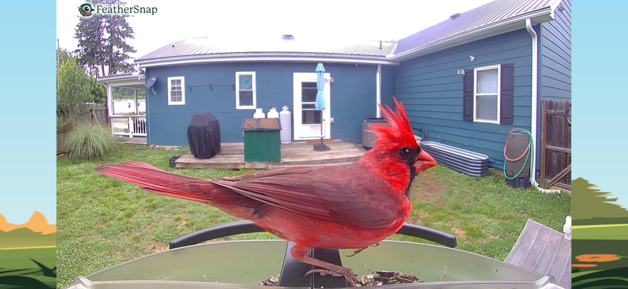 FeatherSnap Smart Bird Feeder: AI Bird ID, Solar Power, Wi-Fi Connectivity, Sends HD Pictures and Videos to Your Phone, Two Seed Bins, Multiple Mounting Options - Best Smart Bird Feeder customer photo 1