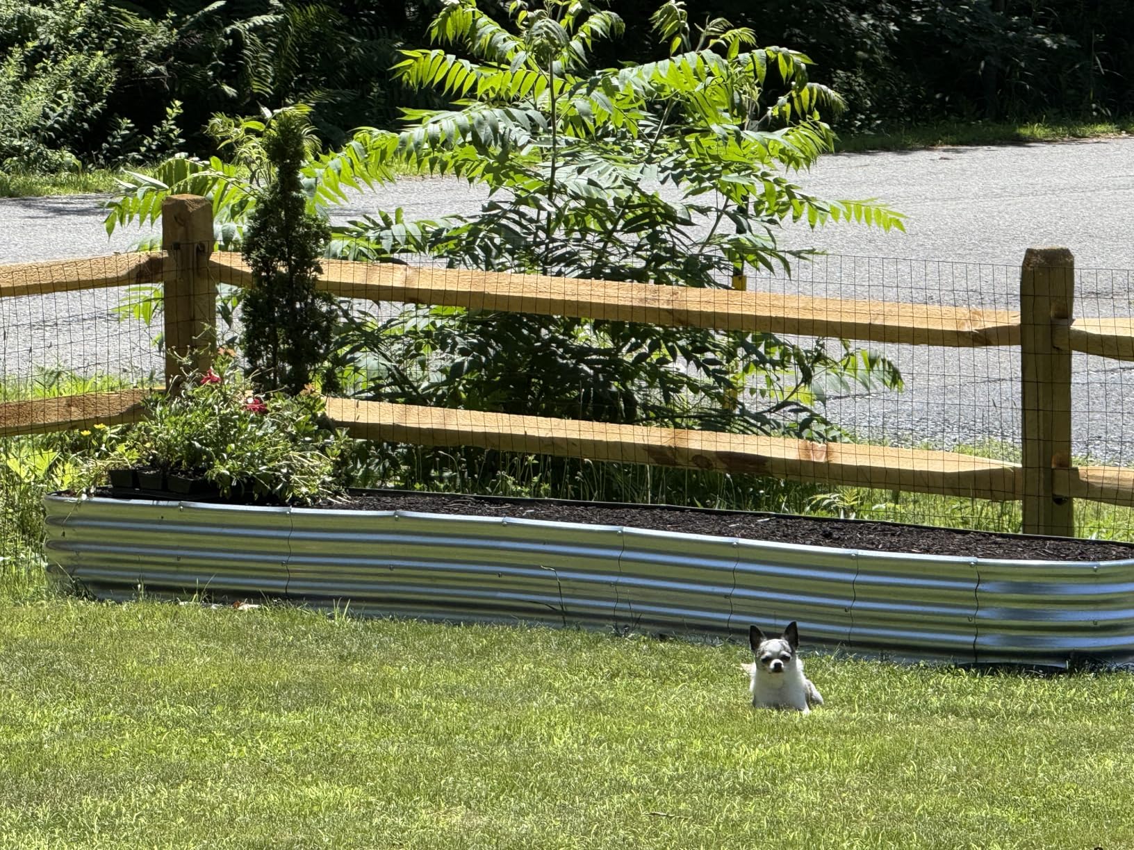 Welded Wire Fencing 36 Inch x 100 Foot, 2 Inch x 3 Inch 16GA Black Hardware Cloth PVC Coated Garden Border Fencing Roll Vinyl Coating Metal Wire Mesh for Yard Vegetable Goat Protection Poultry Netting customer photo 2