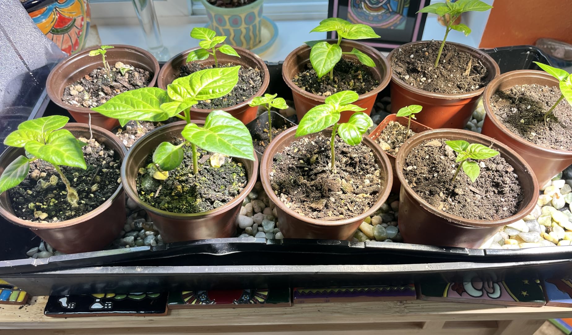 AC Infinity SUNCORE H3, Seedling Mat 10