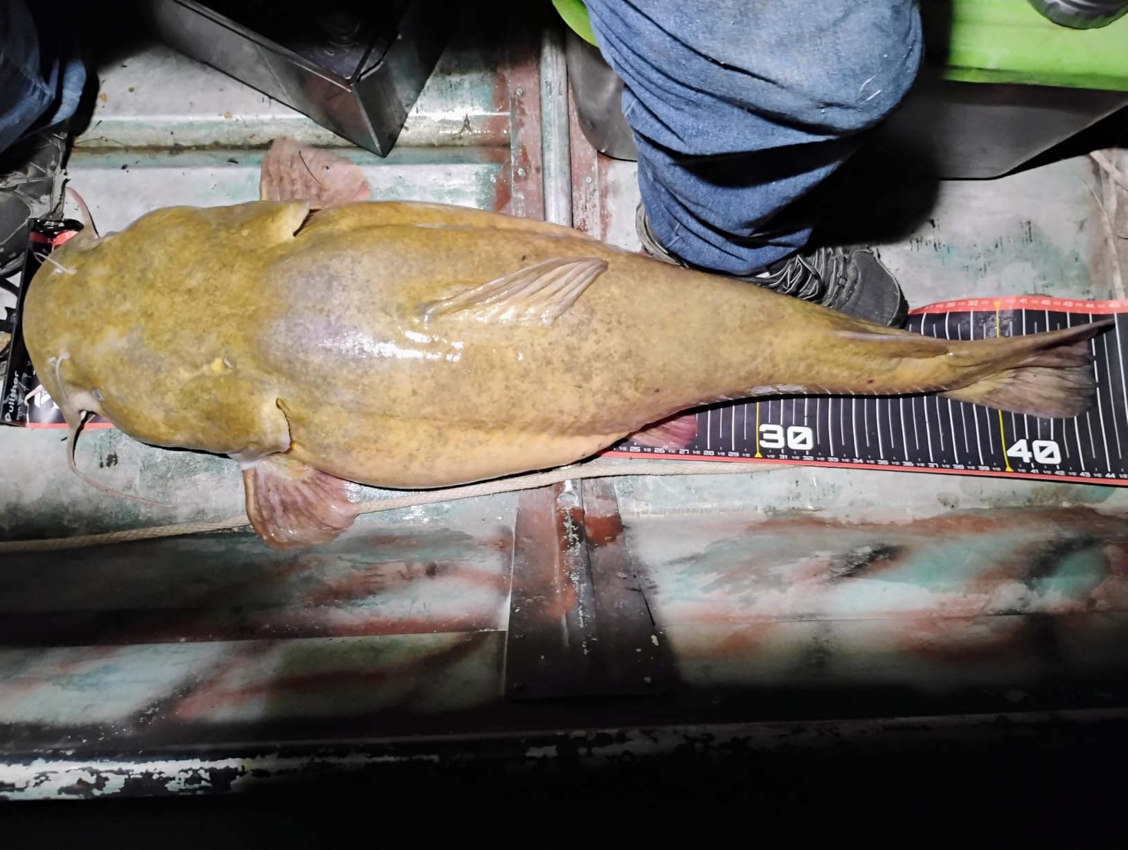 53in Fish Ruler, Fish Measuring Tape, Fishing Ruler with Bump Board, Waterproof Fishing Measurement Tool customer photo 1