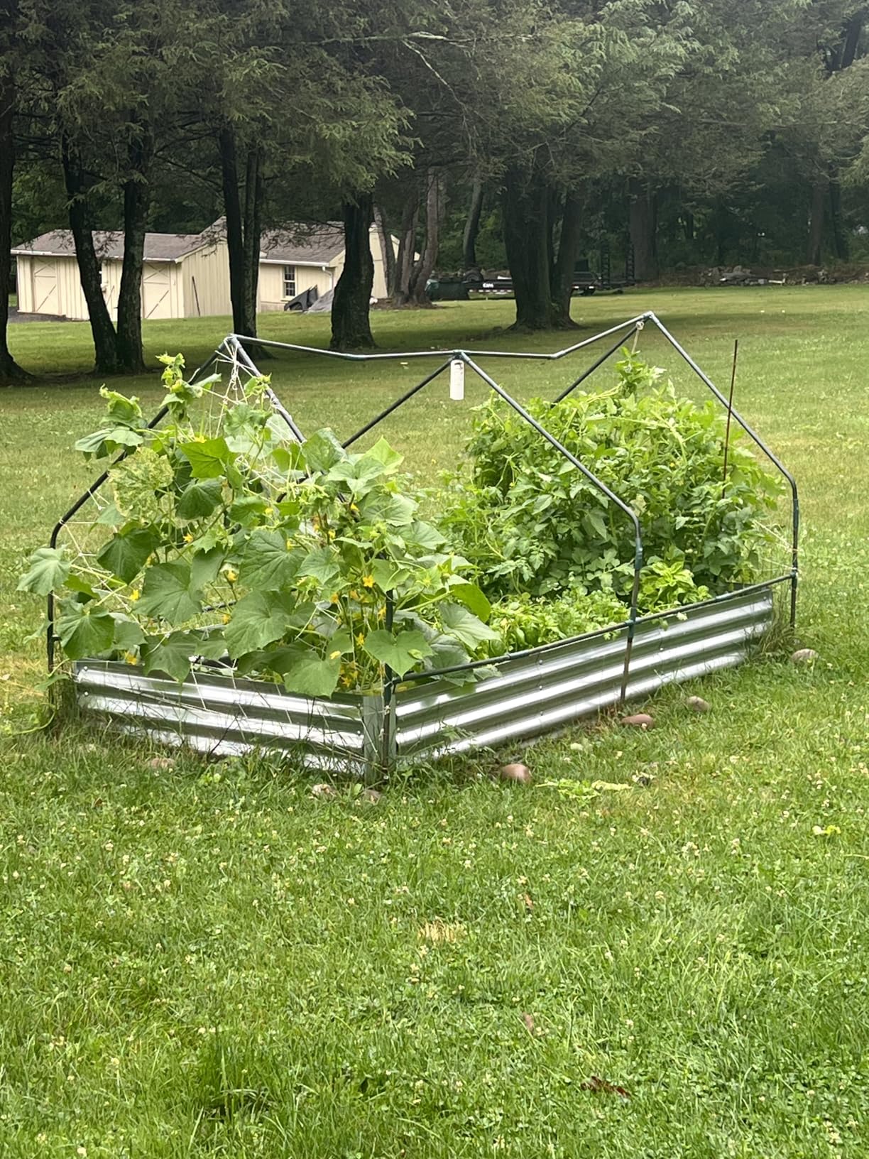 Ohuhu Raised Garden Bed with Cover Outdoor, 4x2x1 FT Galvanized Metal Planter Box with PVC Greenhouse Cover, Protects Plants from Frost Birds Insects, 3-in-1 Gardening Set for Vegetable Flower Herb customer photo 2