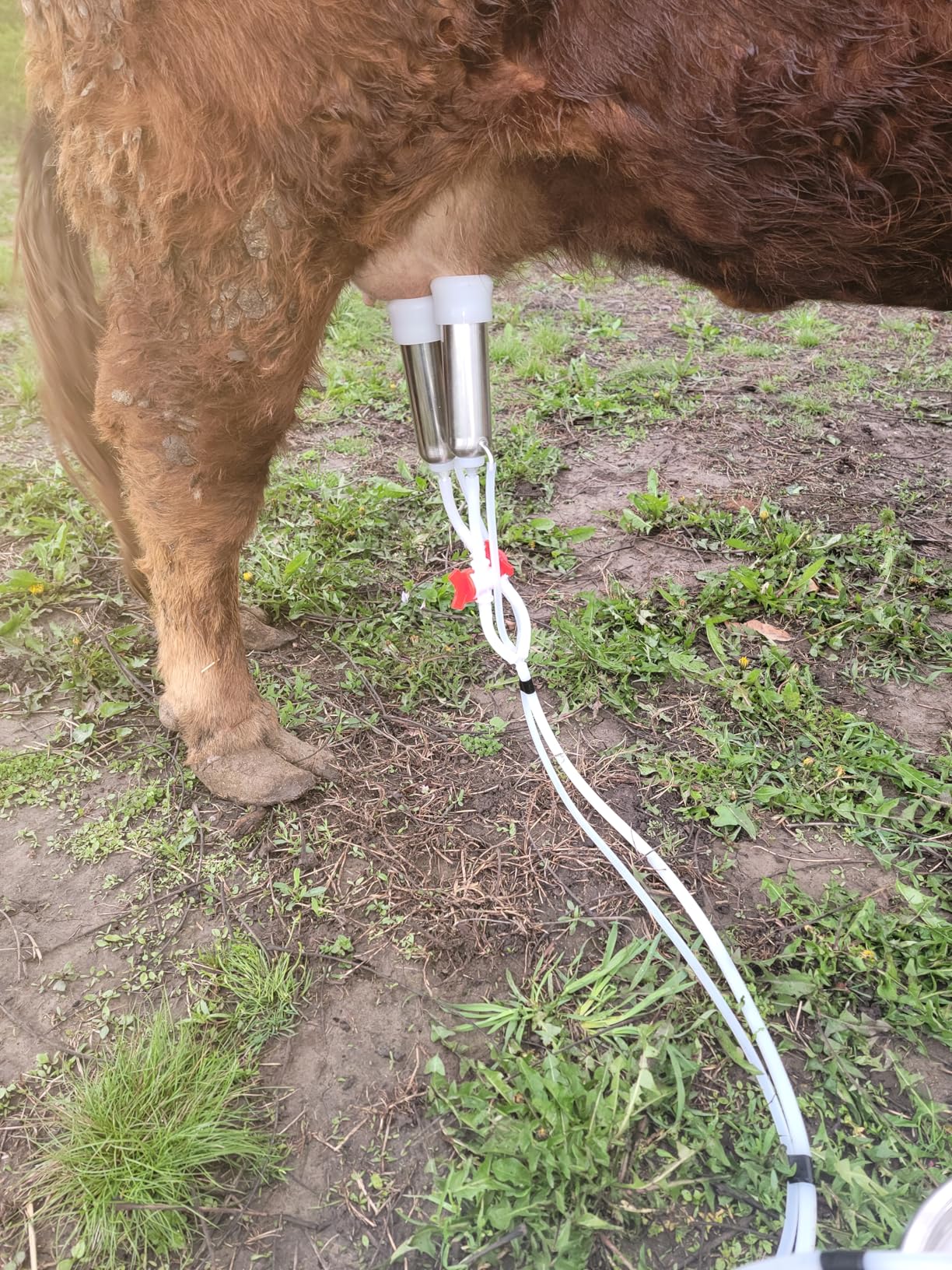 10L Cow Milking Machine Portable Vacuum Pump, Rechargeable Electric Cow Milker Machine Adjustable Suction Pulsation Vacuum, Check Valve Design with Food-Grade Silicone Hose customer photo 1
