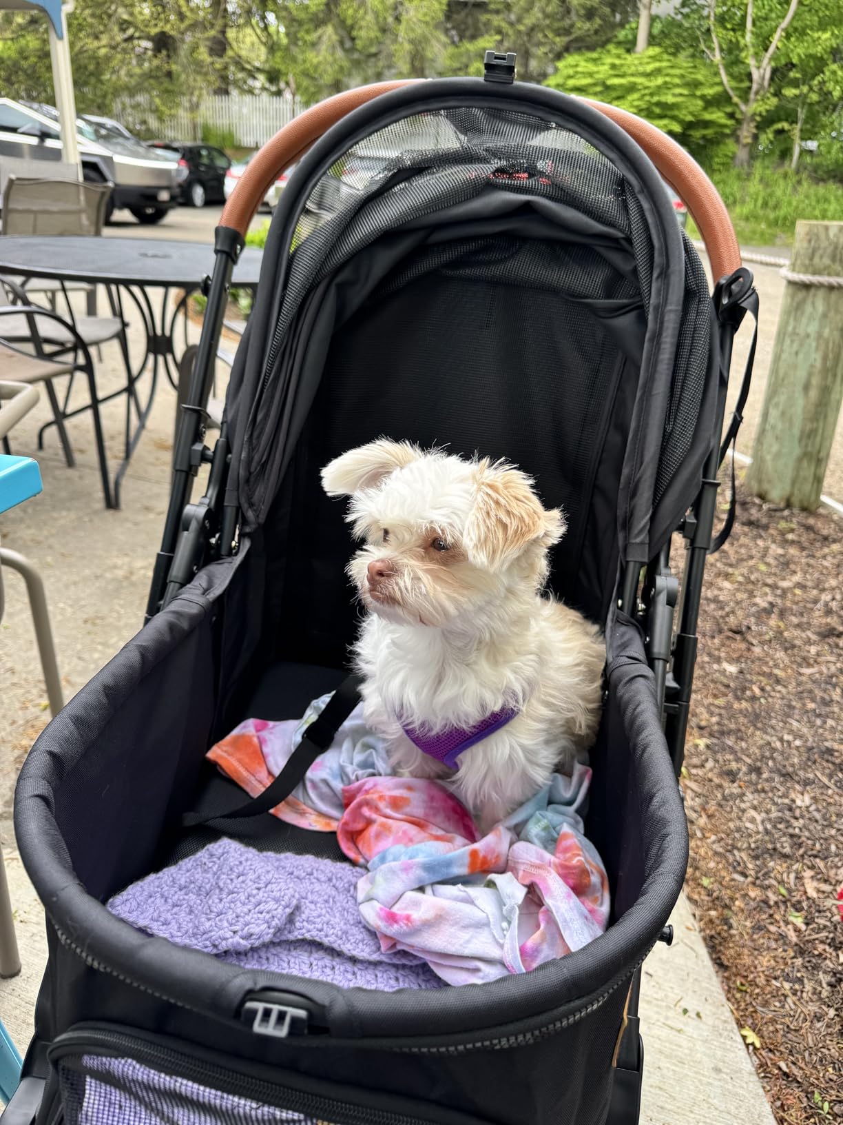 Bicystar Pet Stroller for Small Medium Dogs Cats Up to 45 lbs, Travel Lite Collapsible, All Terrain 4 Wheels for Jogging, Running, Black customer photo 1