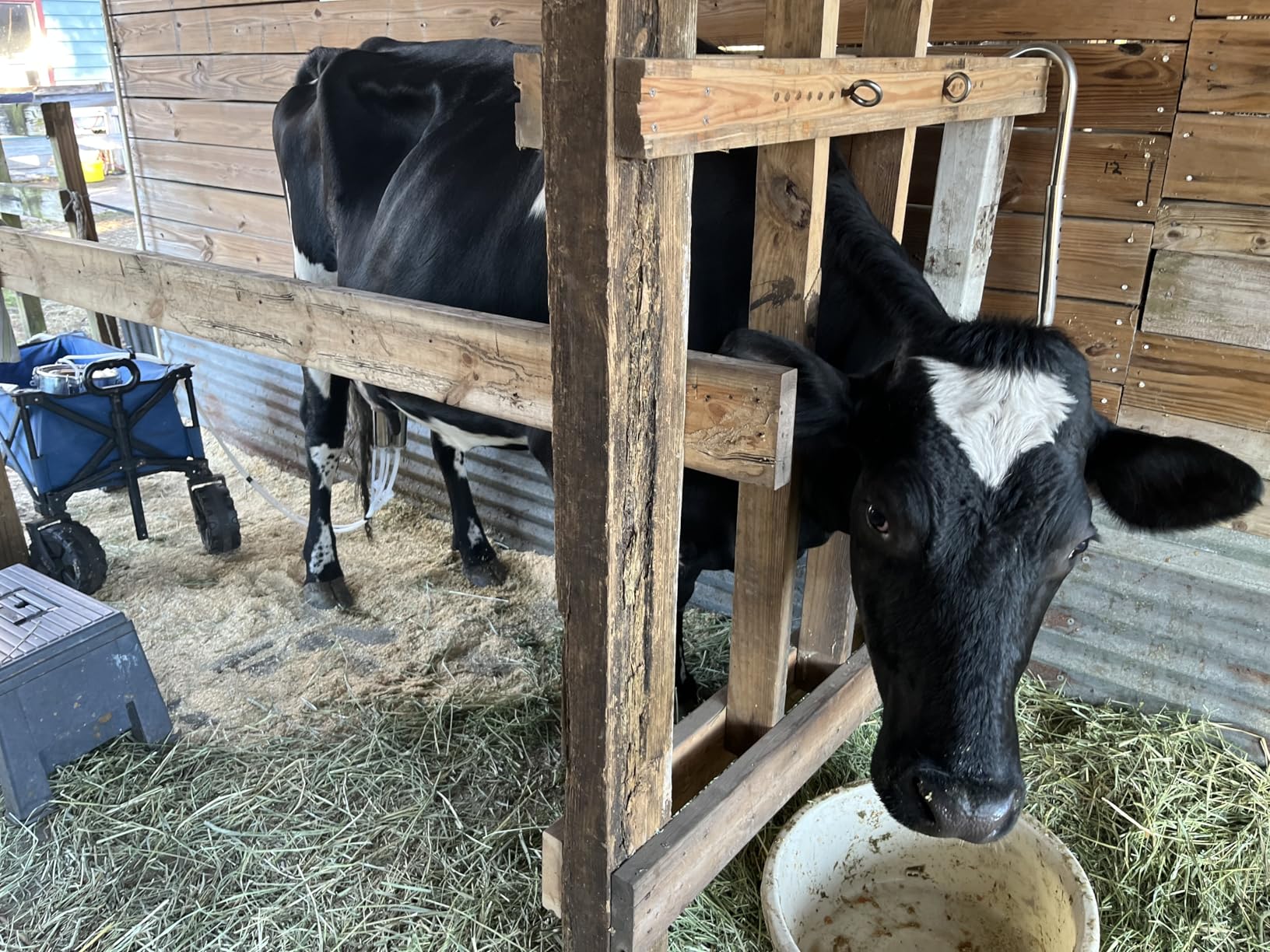 Upgrade 2-in-1 Goats and Cows Milking Machine, 1.85Gal/7L Food-Grade Stainless Steel Bucket with 5200mAh Built-in Rechargeable Battery, 4 Teat Cups, Cordless Pulsation Vacuum Electric Milking Machine customer photo 2