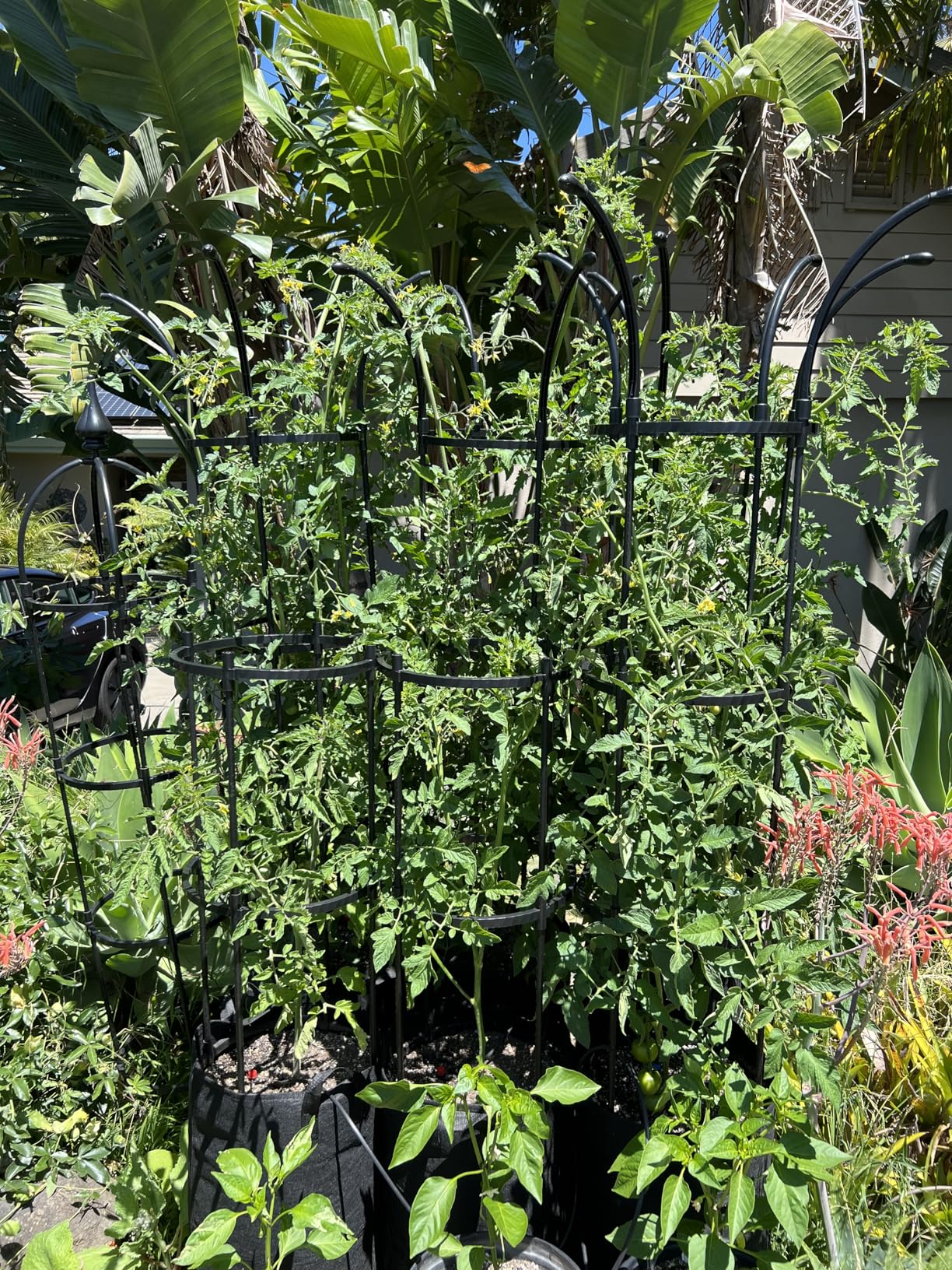 Wellsign 100% Metal Obelisk Trellis for Climbing Plants Outdoor Garden Tower Trellis 6.6ft, Plant Support with Garden Twist Tie for Tomato Cucumber Ivy Vines Rose Potted Plant Trellis Indoor 2 Pack customer photo 2