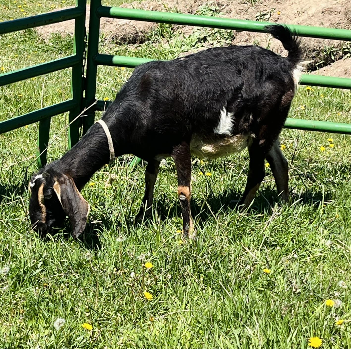 4 ft W x 50 in H Farm Gate, PVC-Coated Steel Livestock Gate, Blue | 2 x 4 in no-climb wire mesh and fully welded frame for goats, sheep and hogs; suitable for pens, pastures, corrals and farms customer photo 1