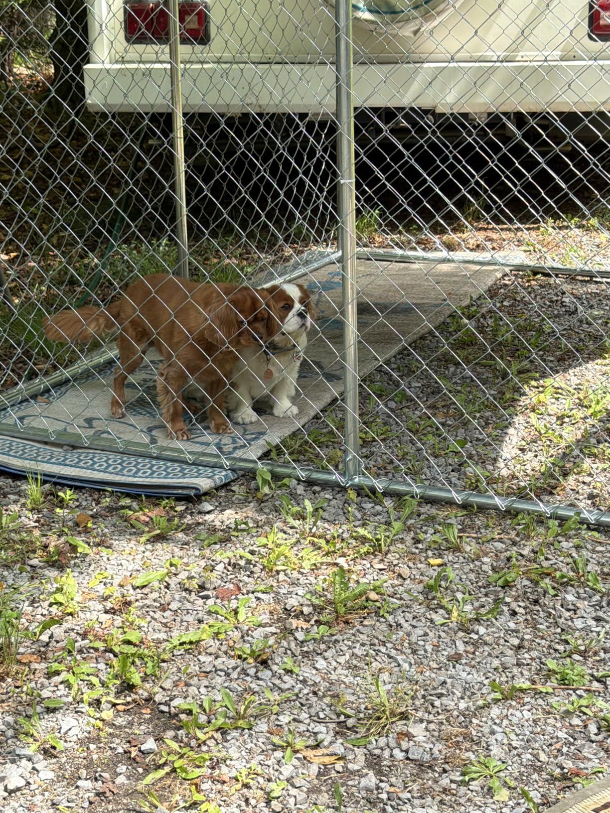 YITAHOME 10'x10' Outdoor Dog Enclosure with Metal Dog Gate, Dog Kennel Outside with Roof, Dog Fence Outdoor for Yard customer photo 2