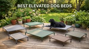 best elevated dog beds
