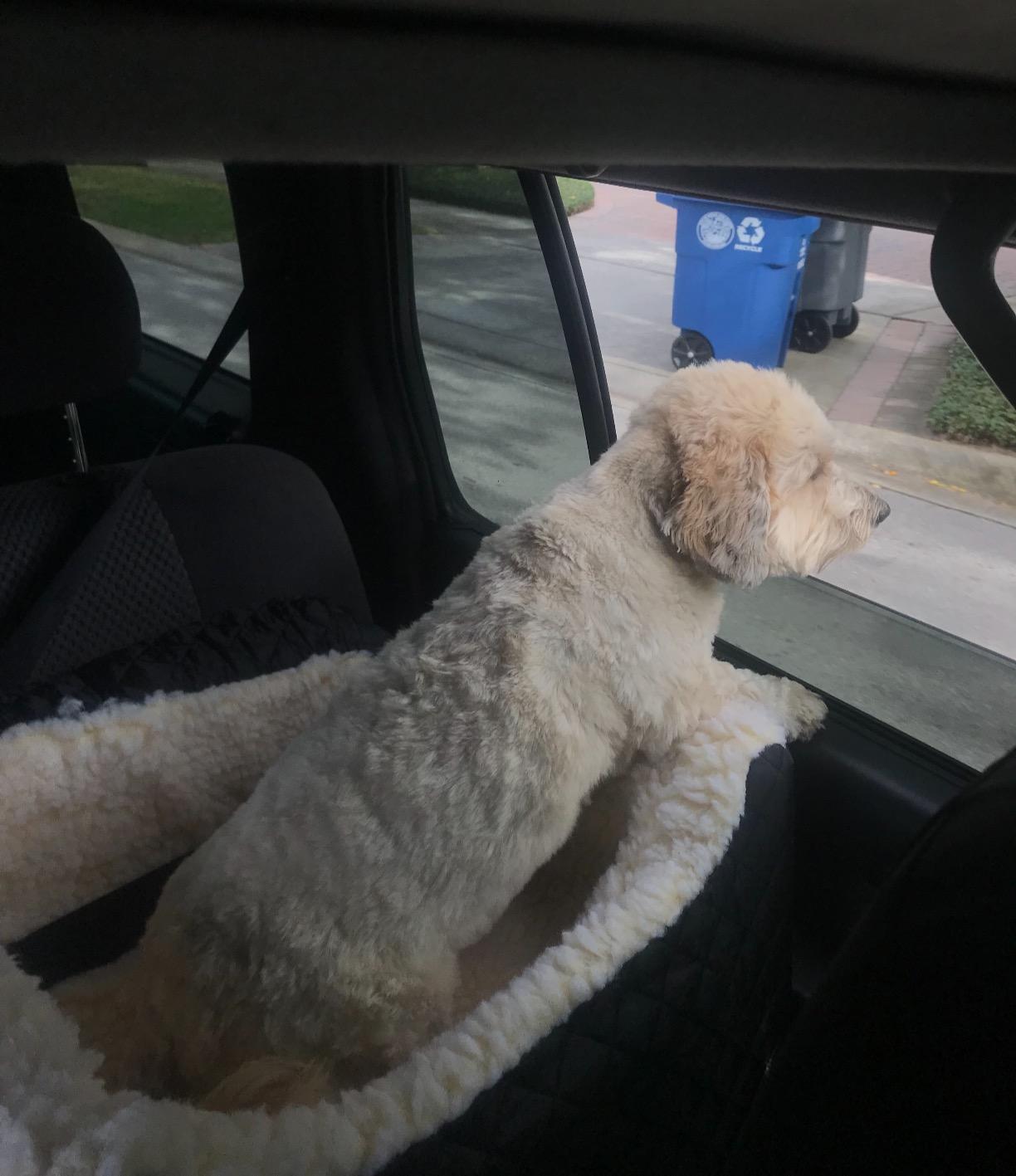 Snoozer Lookout I Car Seat - Dog Car Seats for Small Dogs, Puppy Booster Bed for Small & Medium Sized Pets Up to 25 Lbs, Elevated, Washable - Medium, Black Quilted customer photo 1