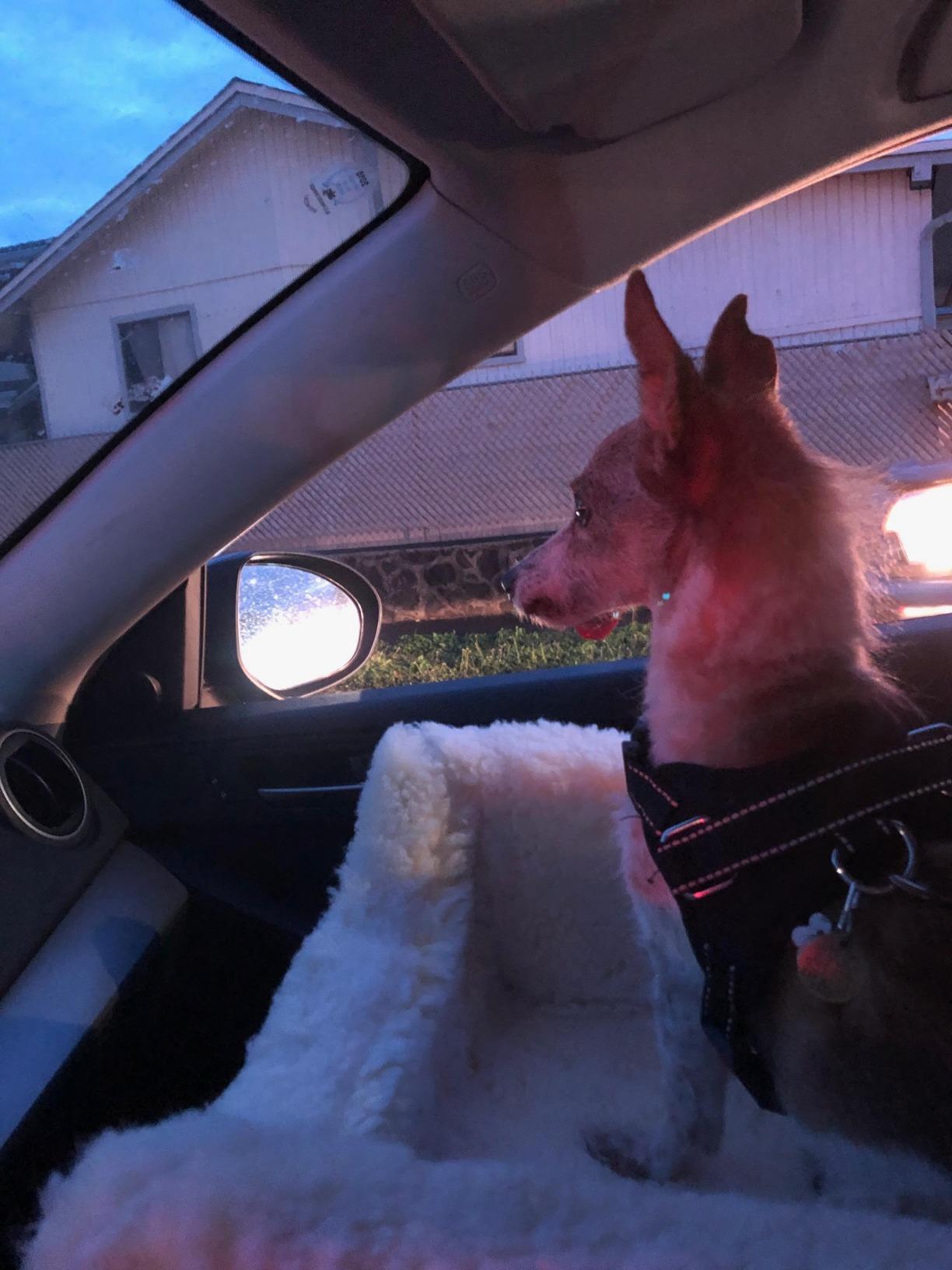 Snoozer Lookout I Car Seat - Dog Car Seats for Small Dogs, Puppy Booster Bed for Small & Medium Sized Pets Up to 25 Lbs, Elevated, Washable - Medium, Black Quilted customer photo 2