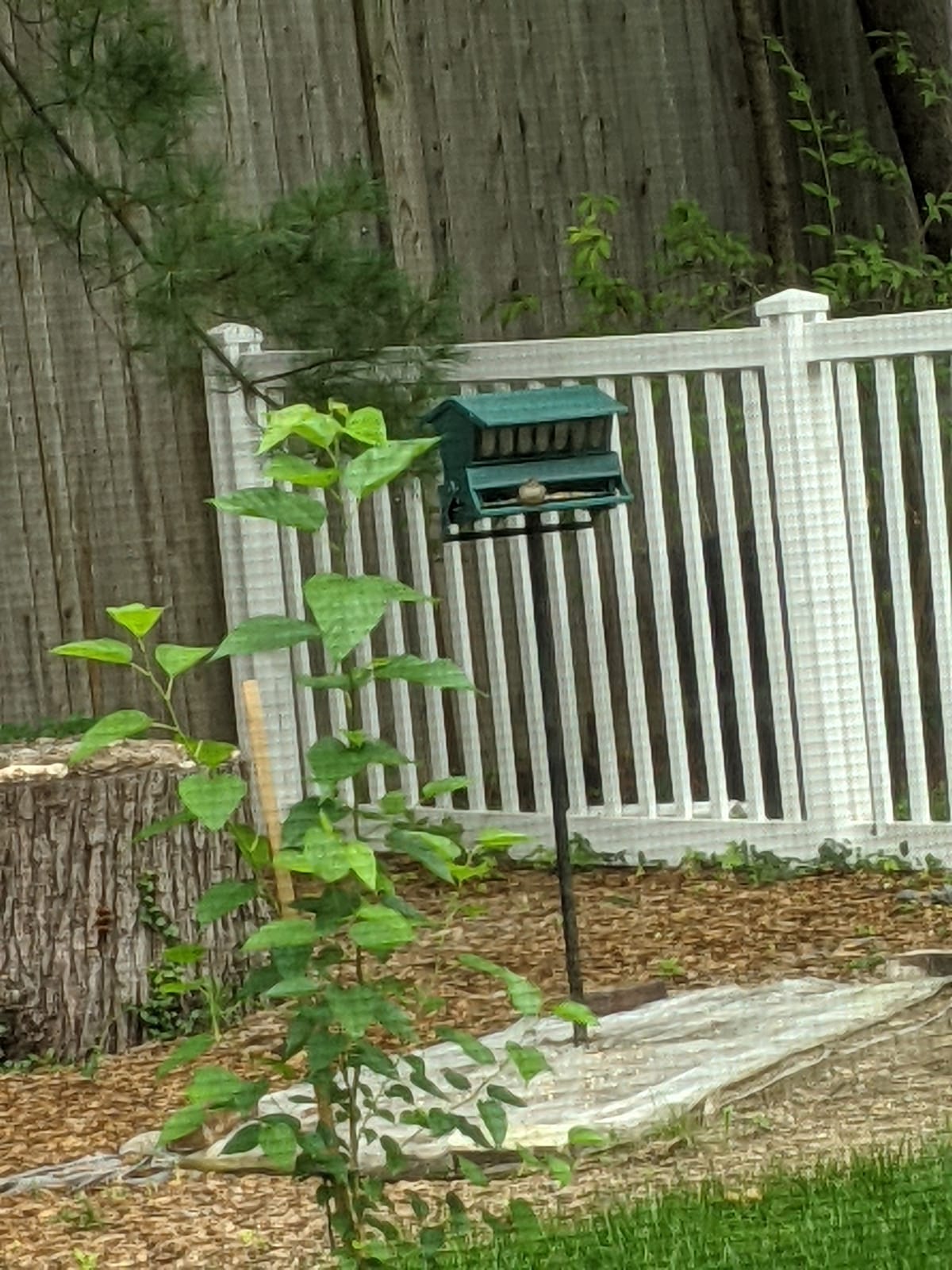 Woodlink Absolute II Squirrel Resistant Bird Feeder Model 7536, 12 lbs, Model:301045 customer photo 1