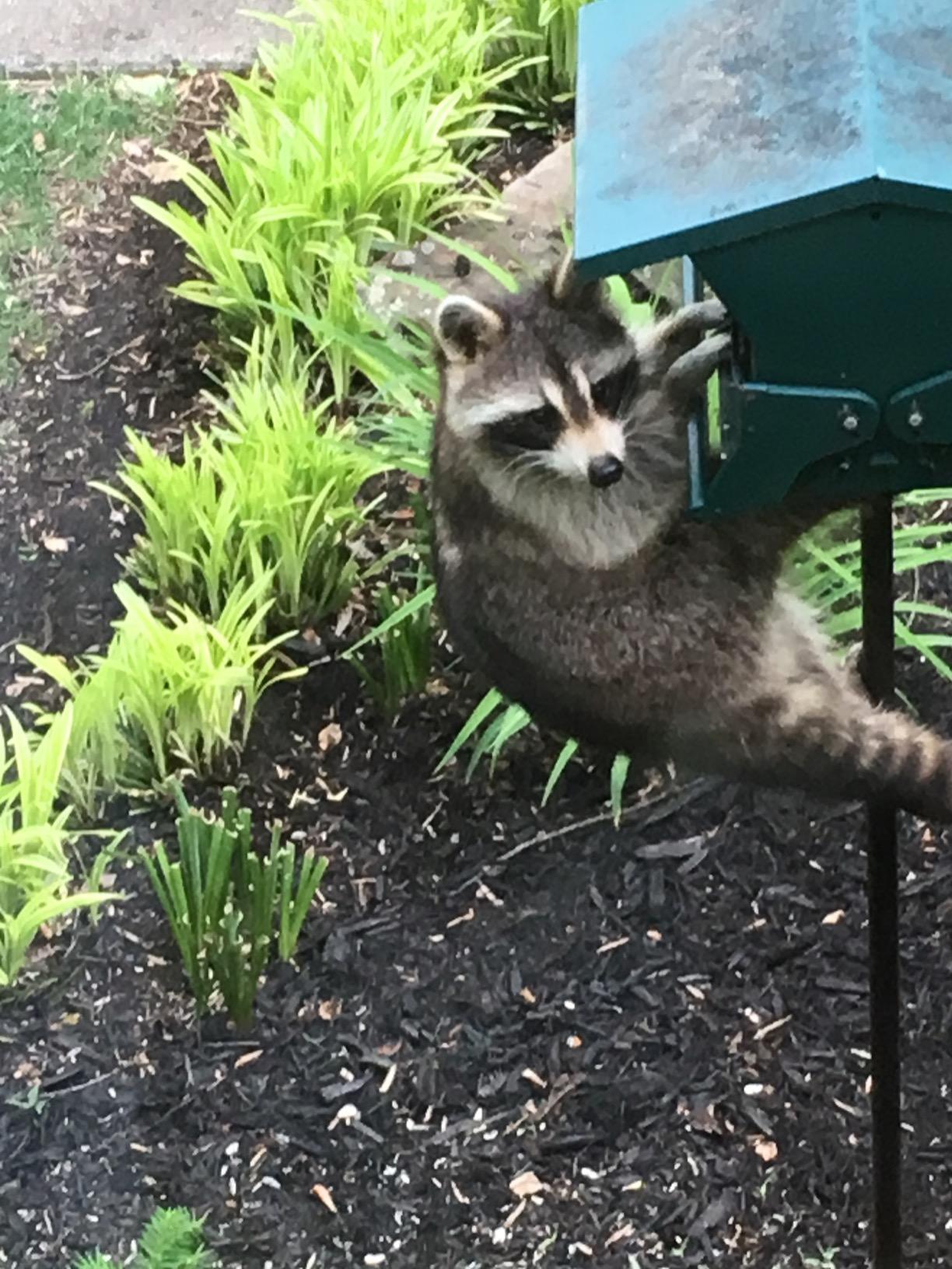 Woodlink Absolute II Squirrel Resistant Bird Feeder Model 7536, 12 lbs, Model:301045 customer photo 2