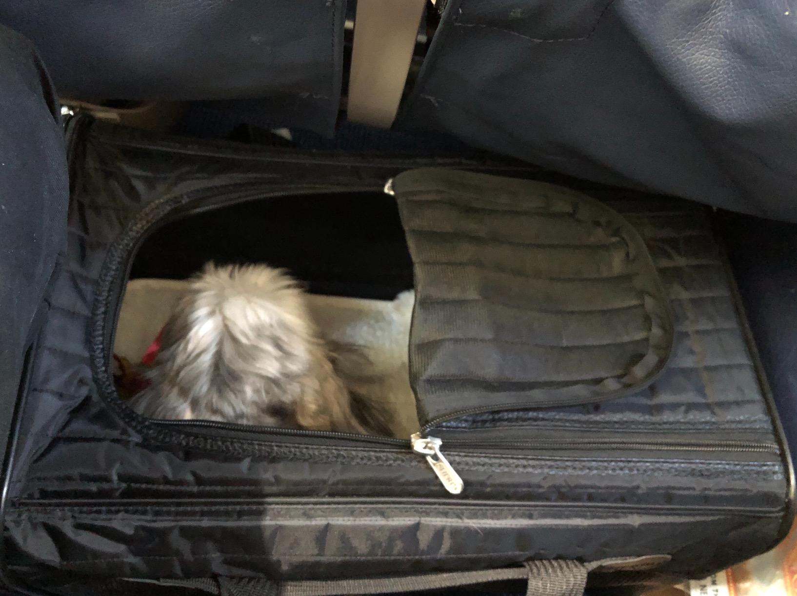 Sherpa Original Deluxe Travel Pet Carrier, Airline Approved & Guaranteed On Board - Black, Medium customer photo 2