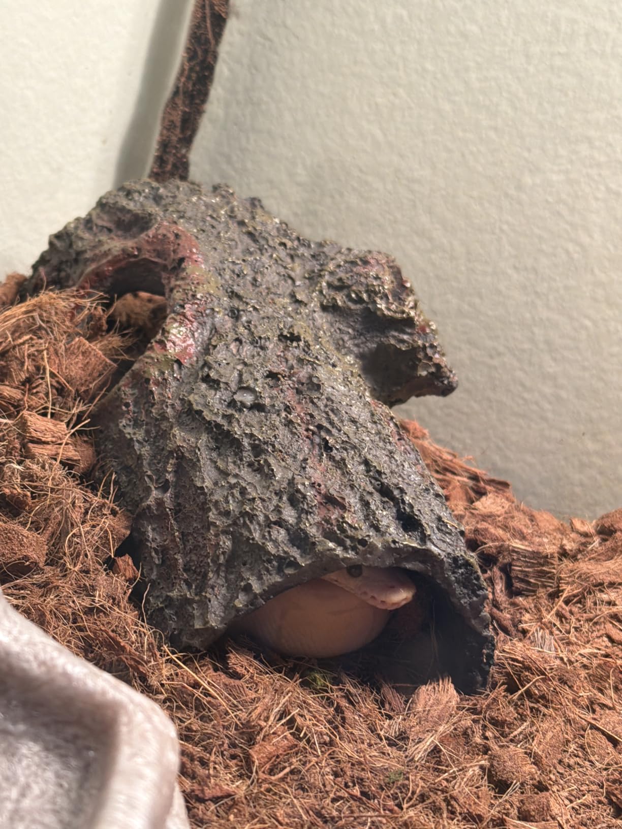 Zilla Bark Bends Reptile Hides for Geckos, Snakes, Frogs, Medium | Reptile bark with non-porous exterior, top viewing window, blends into aquatic or terrestrial terrarium customer photo 2