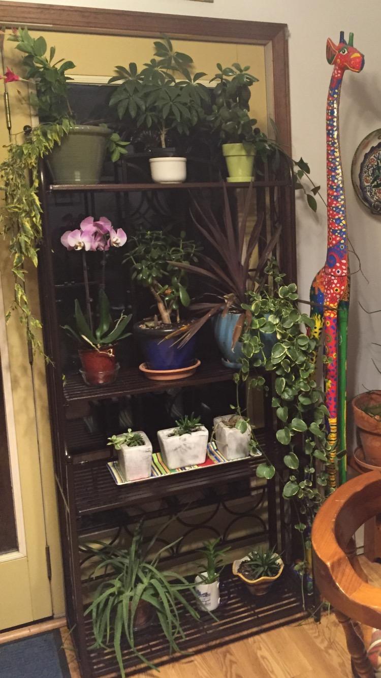 5-Tier Iron Indoor/Outdoor Bakers Rack customer photo 2