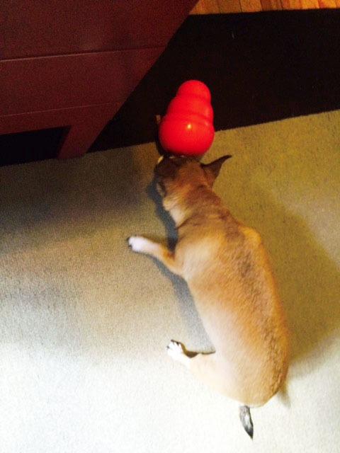 KONG Wobbler - Interactive Dog Toy for Treat Dispensing - Dog Slow Feeder for Healthy Eating - for Medium/Small Dogs customer photo 1
