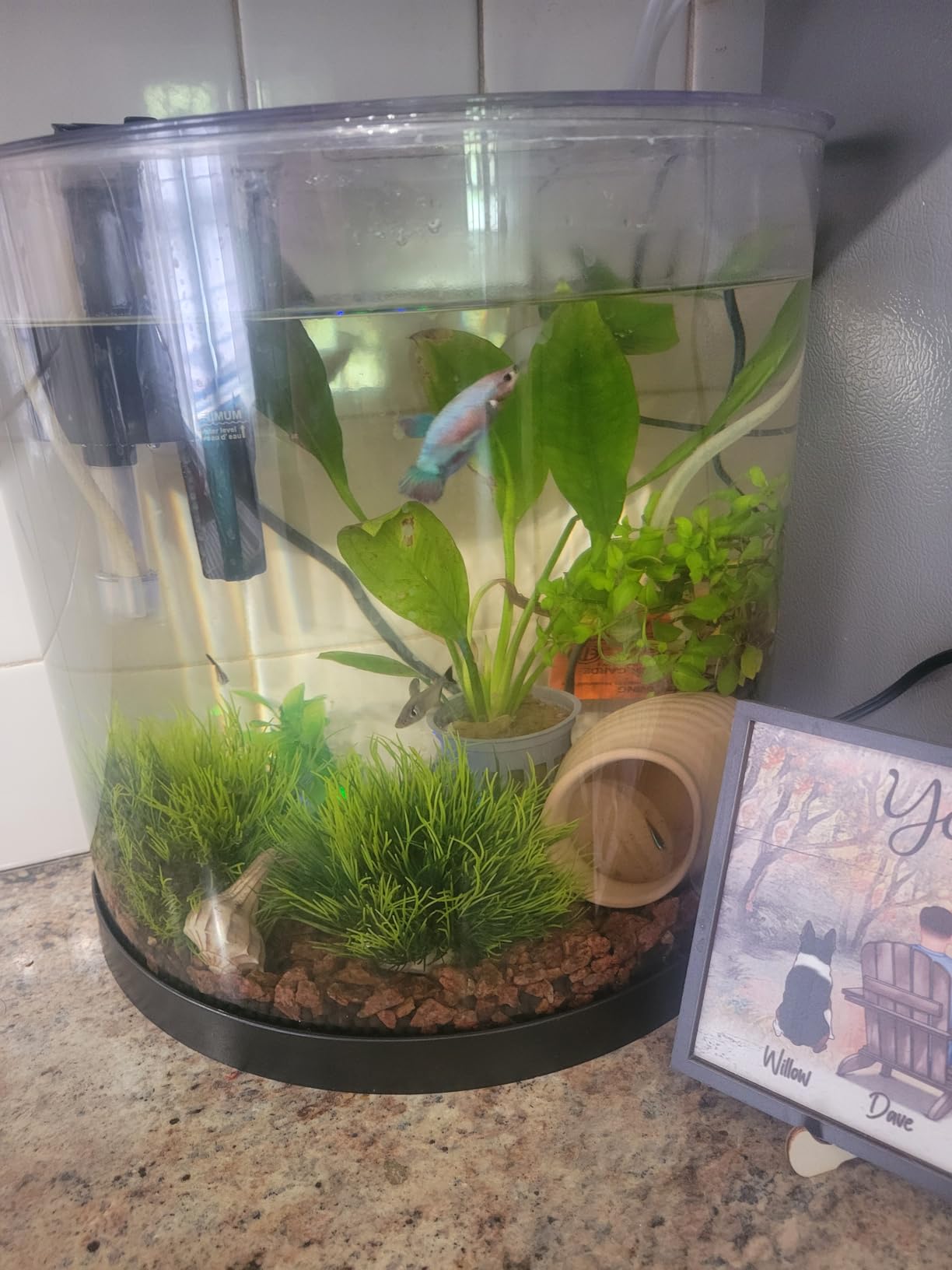 Tetra Half-Moon 3 Gallon Starter Fish Tank Kit | Aquarium Kit Includes Bubbling LED Air Stone, 3 Gallon Acrylic Tank, Filter & Cartridge, Air Pump, For Small Freshwater Fish customer photo 2