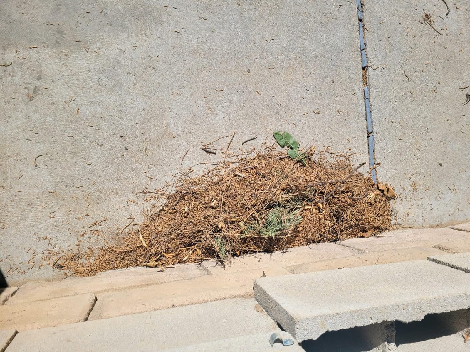 BLACK+DECKER Leaf Blower Cordless Leaf Vacuum and Mulcher Combo Kit (LSWV36) customer photo 1