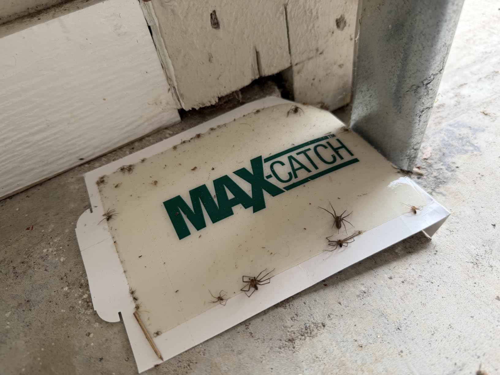 Catchmaster Max-Catch Glue Traps 36pk, Sticky Mouse Traps Indoor for Home | Bulk glue boards for mice & insects, pesticide-free sticky traps for spiders, crickets & roaches, home & garage pest control customer photo 2