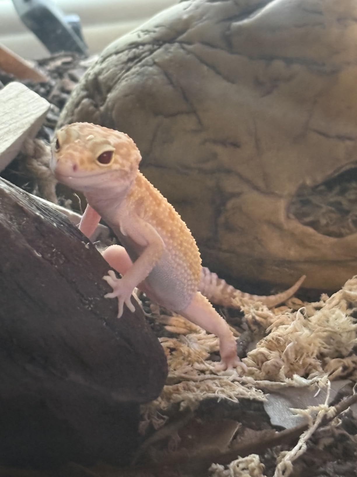 Exo Terra Gecko Cave for Reptiles and Amphibians, Reptile Hideout, Medium | Hideout to Help Alleviate Stress customer photo 2
