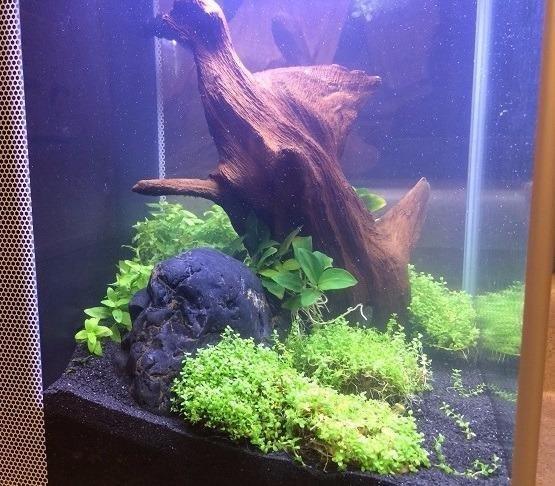 Fluval SPEC Freshwater Aquarium Kit, Aquarium with LED Lighting and 3-Stage Filtration, 2.6 Gallon, Black customer photo 1