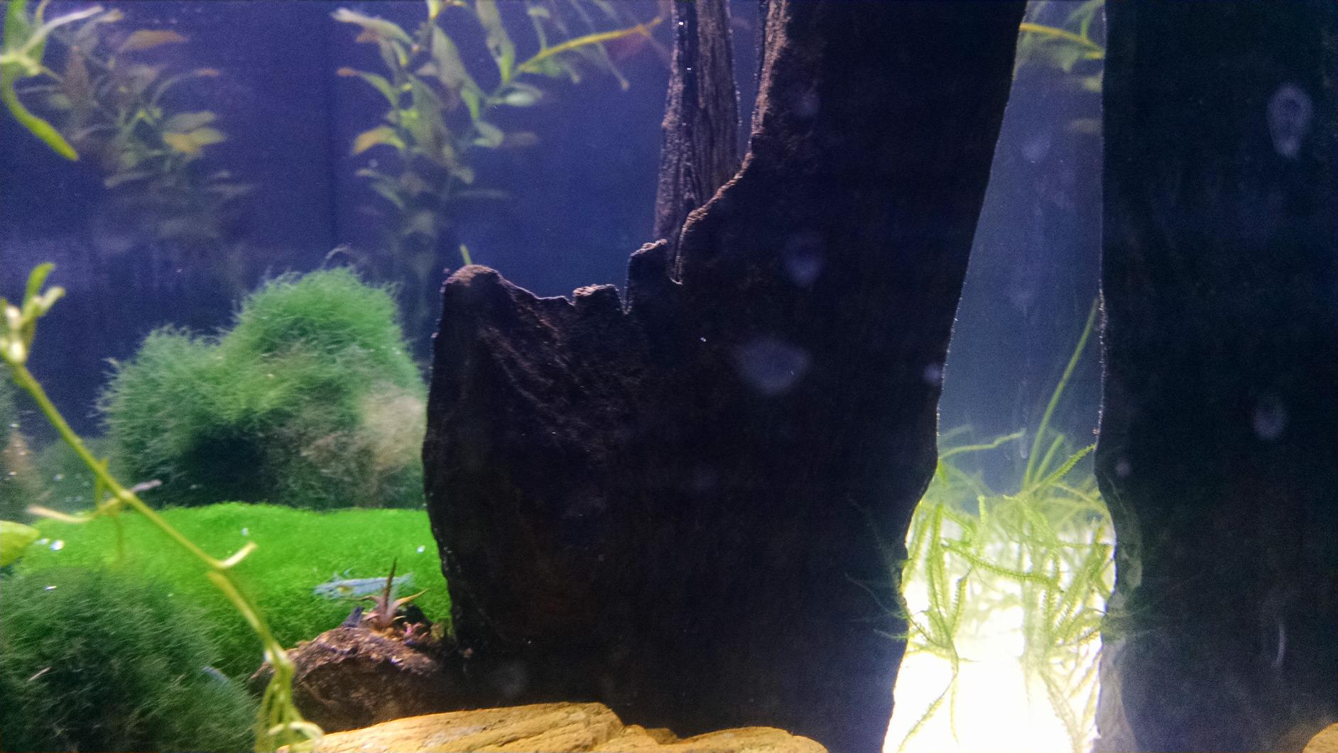 Fluval SPEC III Aquarium Kit, Aquarium with LED Lighting and 3-Stage Filtration System, 2.6 Gallon, White, 10517A1 customer photo 2