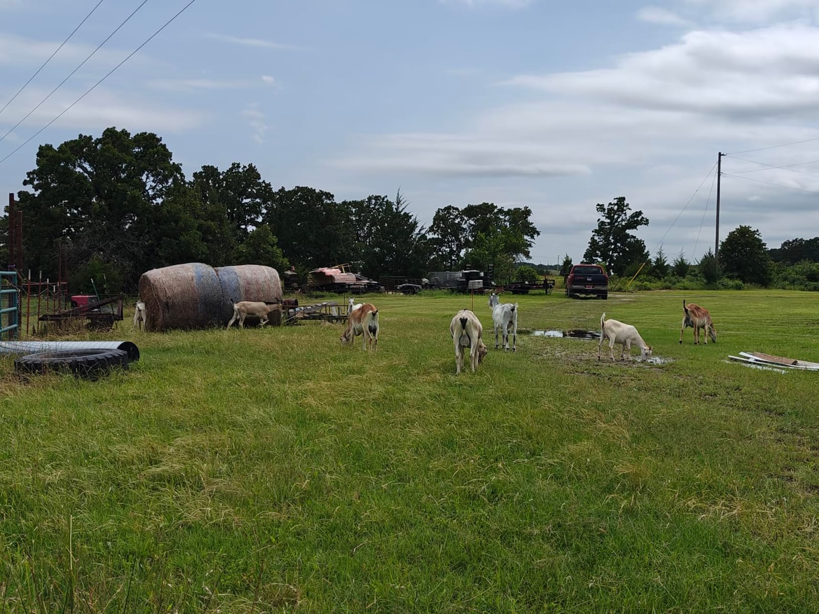 Gallagher Smart Fence 2 Portable Electric Fence for Livestock | 328ft of 4-Strand Electric Fencing, Built-In Posts and Reels, Quick Install Temporary Field Fencing customer photo 1