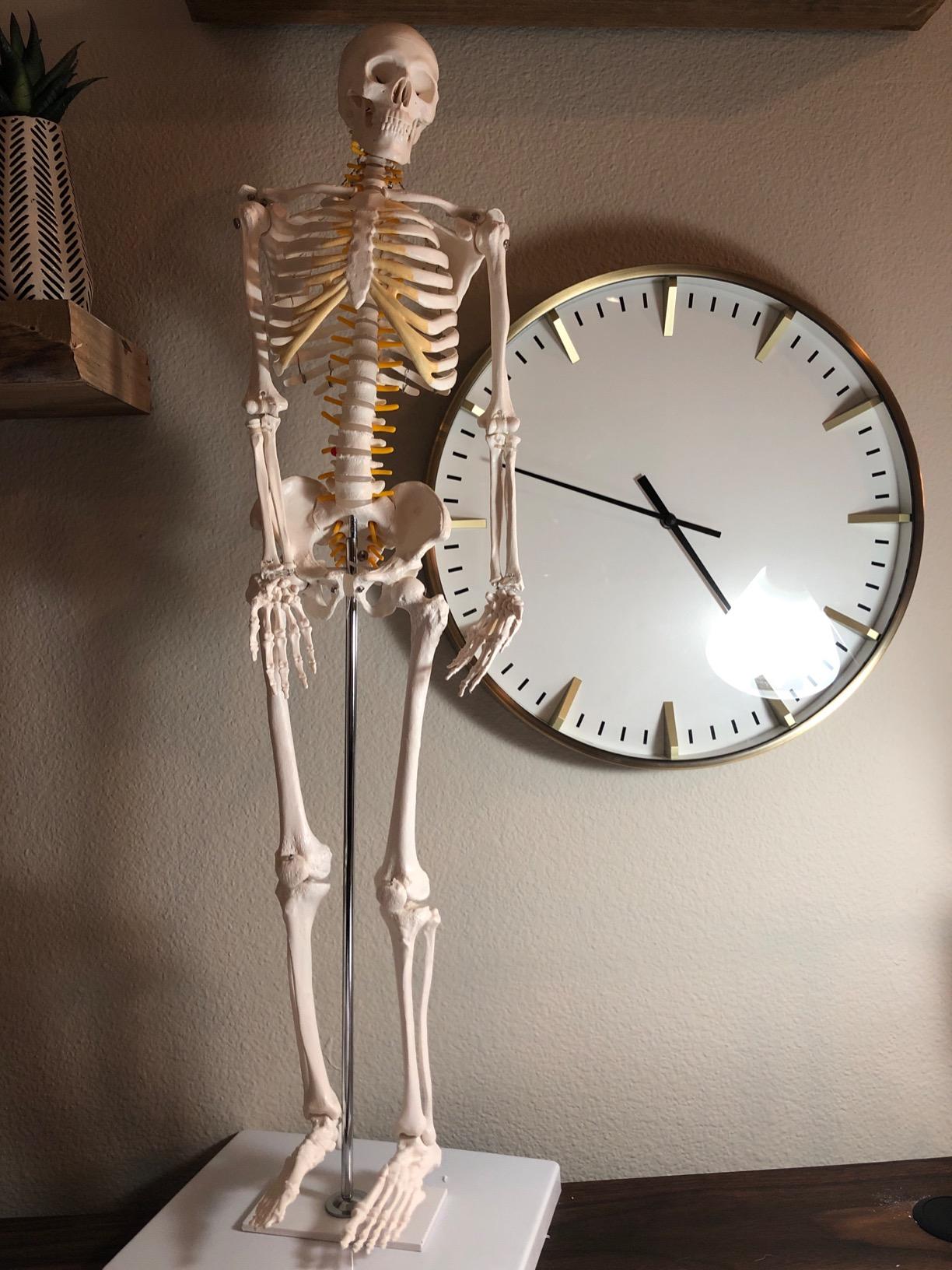 Wellden Product Anatomical Human Skeleton Model, 1/2 Life Size, 85cm/33.5