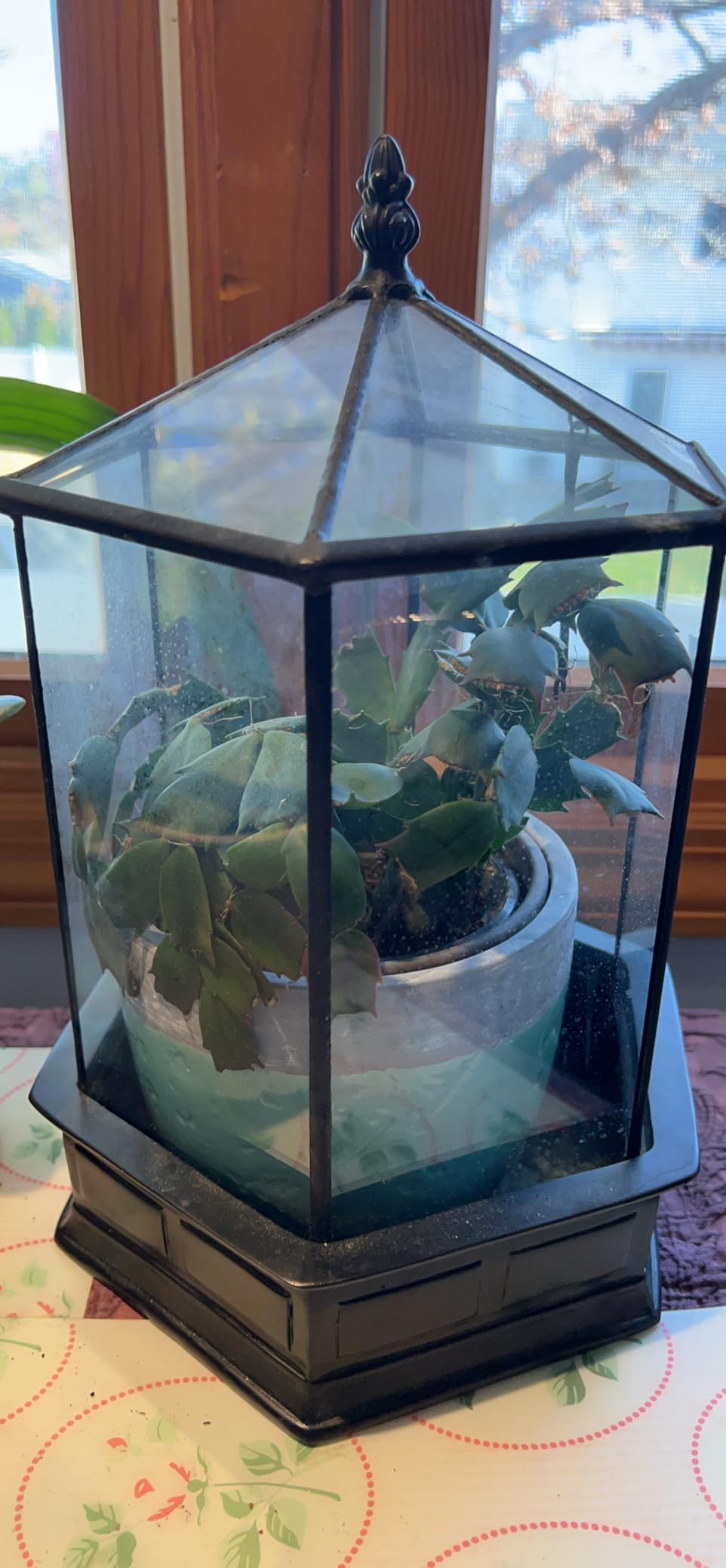 H Potter Six-Sided Glass Terrarium Wardian Case Succulent Planter | Hinged Roof, Indoor Plant Display, Resin Base, Decorative Tabletop customer photo 1