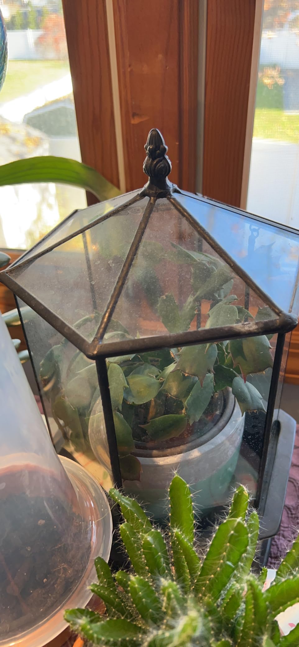 H Potter Six-Sided Glass Terrarium Wardian Case Succulent Planter | Hinged Roof, Indoor Plant Display, Resin Base, Decorative Tabletop customer photo 2