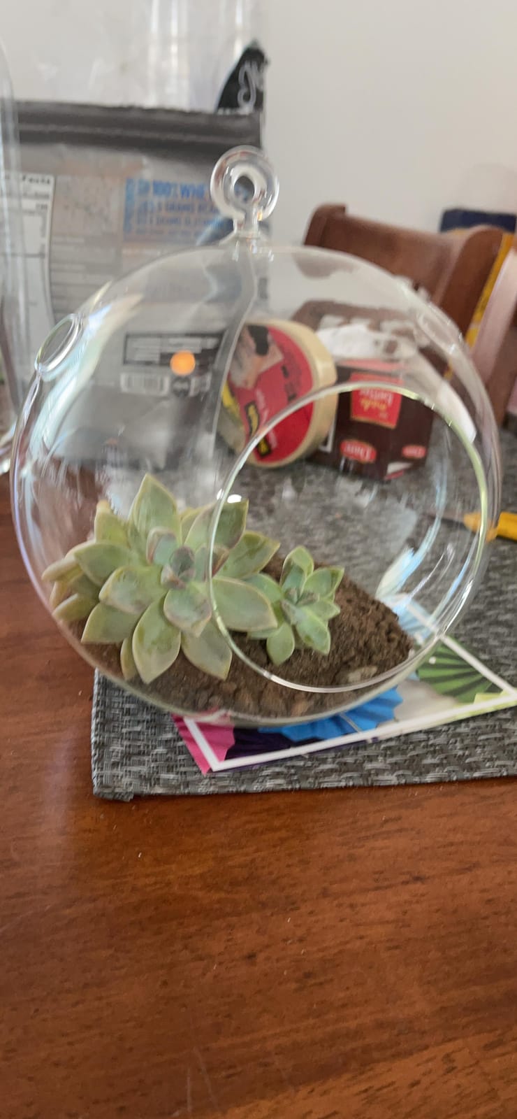 WGV Hanging Terrarium Globe, Width 5