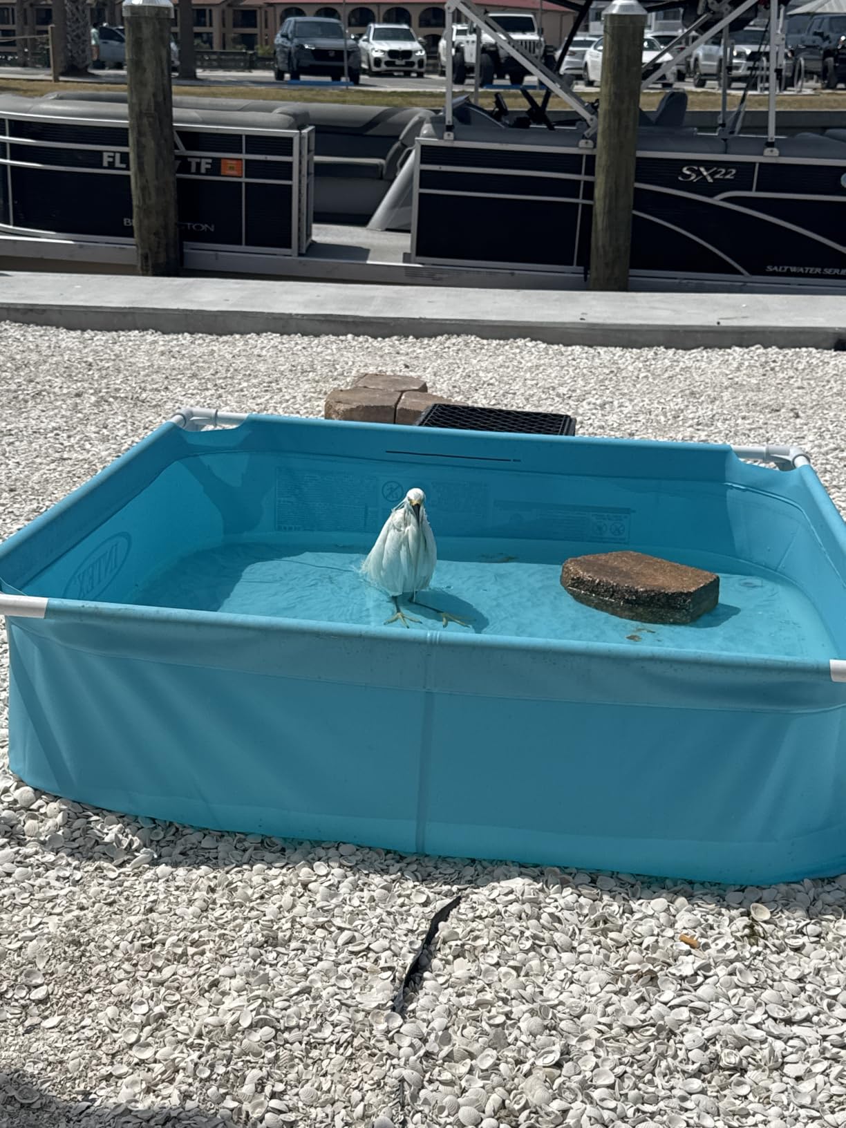 INTEX Kiddie Pool 4ftx 12in Metal Frame for Baby Water Play | 57173EP - Above Ground Swimming Pool with Soft Foam Padding for Kids Ages 2 and Up customer photo 1