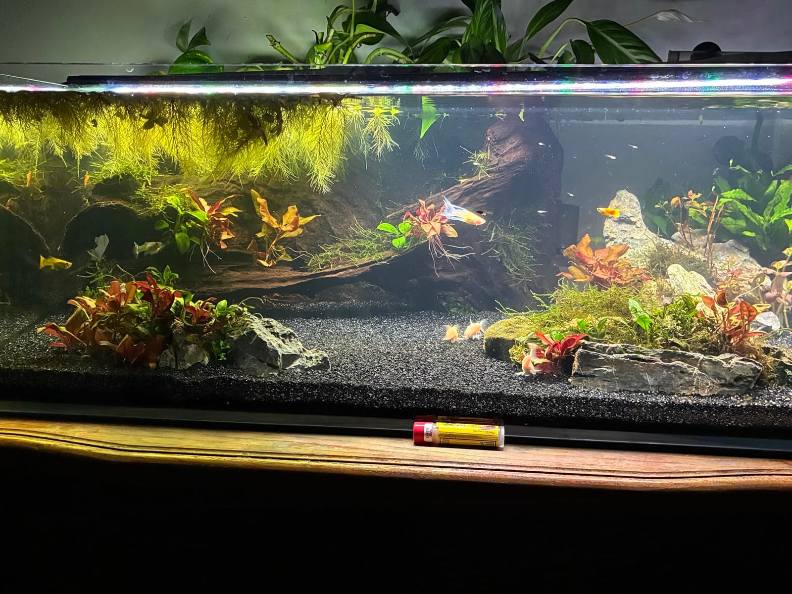LANDEN Aquarium 90P 44 Gallon Ultra Clear Glass Rimless Fish Tank customer photo 1
