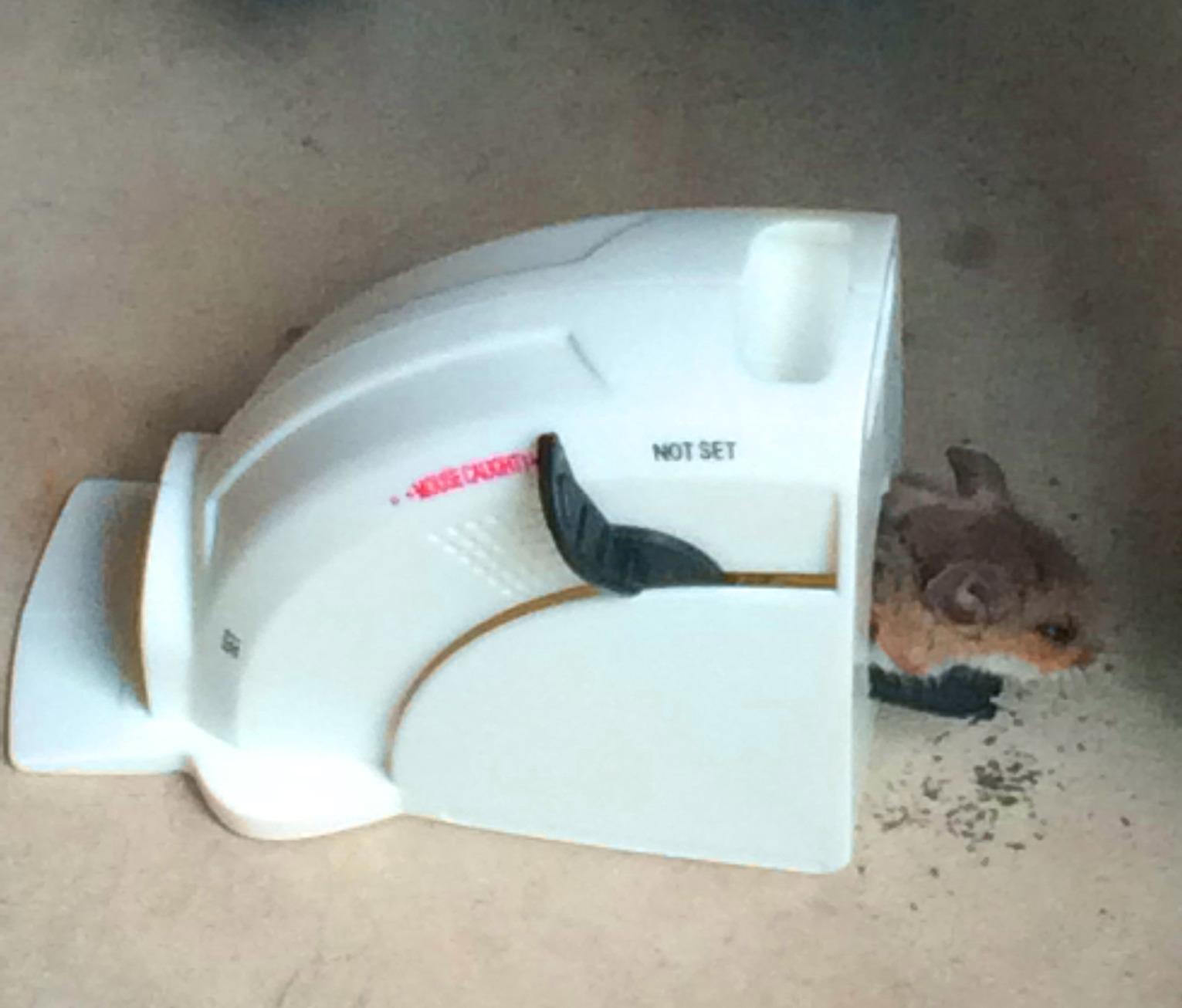 Tomcat Kill & Contain Mouse Trap, 2 Traps | No See, No Touch Mouse Traps for Mice Indoors, Covered Mouse Traps Indoor for Home, Easy to Use customer photo 1