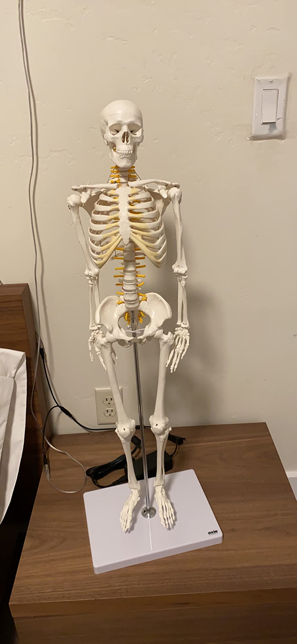 Axis Scientific Mini Human Skeleton Model with Metal Stand | 31