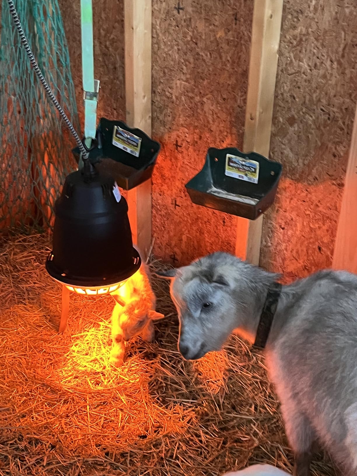 Premier 1 “Prima” Heat Lamp® customer photo 2