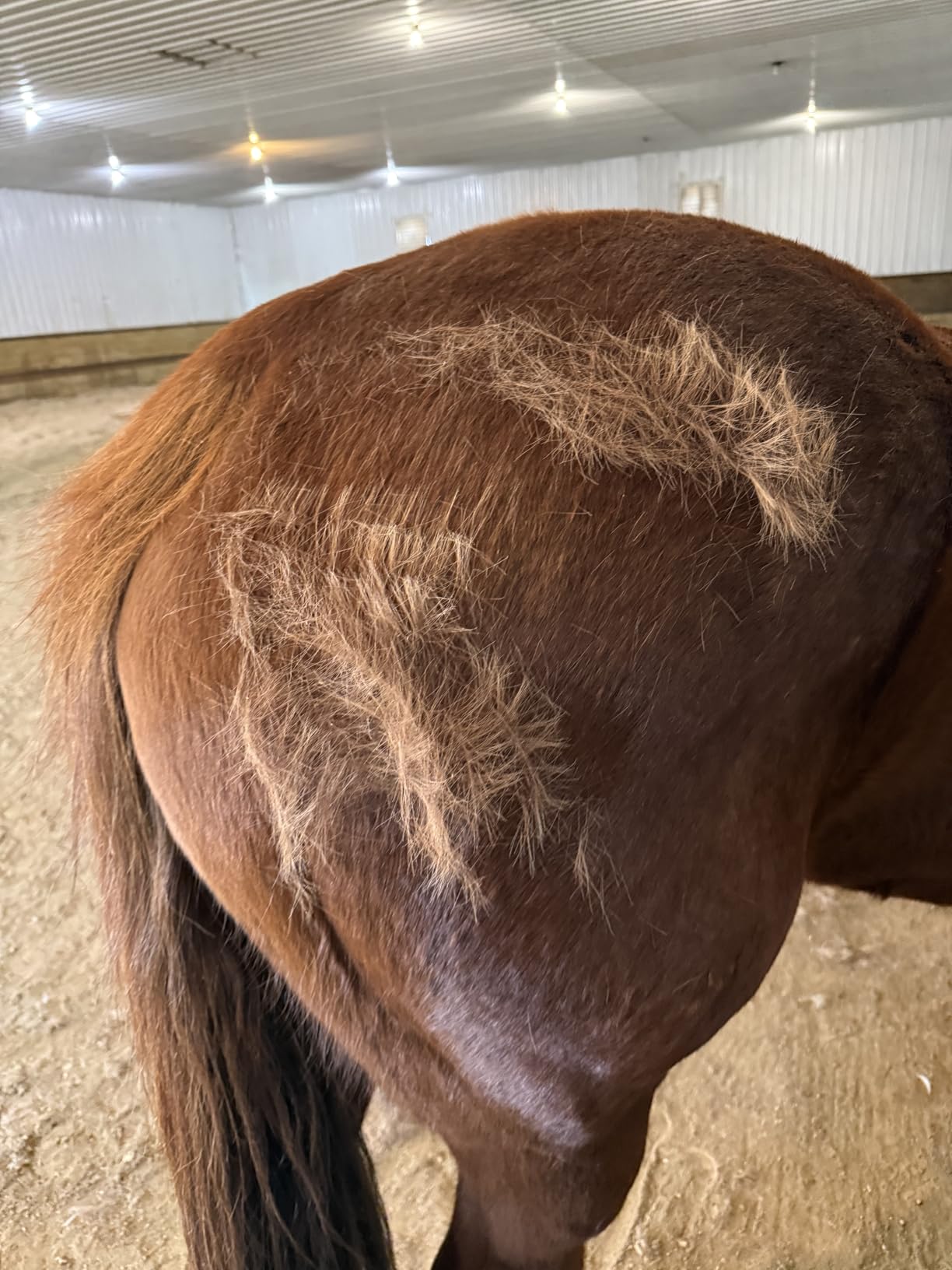 SleekEZ 10 Inch Horse Brush - Patented Horse Shedding Blade Made in USA - Removes Loose Hair & Undercoat - Deshedding Tool for Donkeys, Cows & Large Animals - Helps Reduce Seasonal Shedding customer photo 2