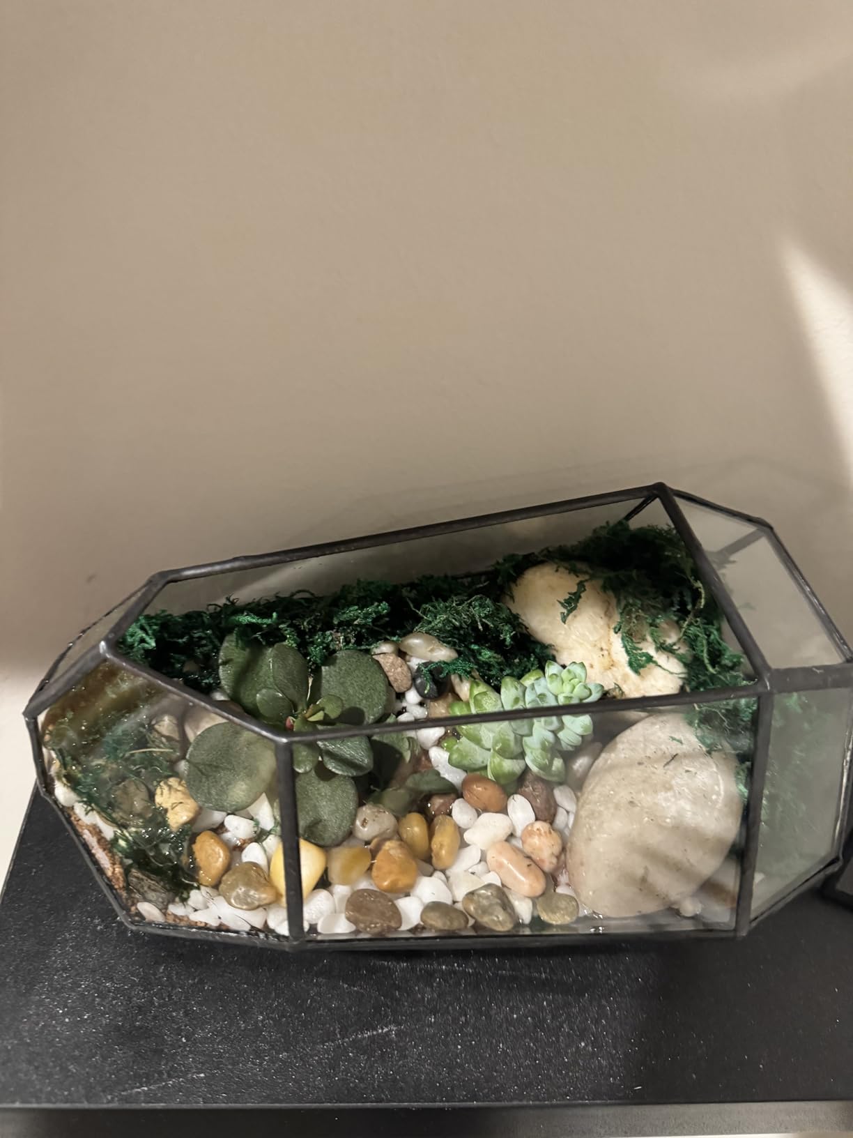 NCYP No Door Geometric Glass Terrarium Planter for Small Succulent, Small Cacti, Black Irregular Opened Terrarium Pot, Indoor Home Garden Office Tabletop Decor, 6.5