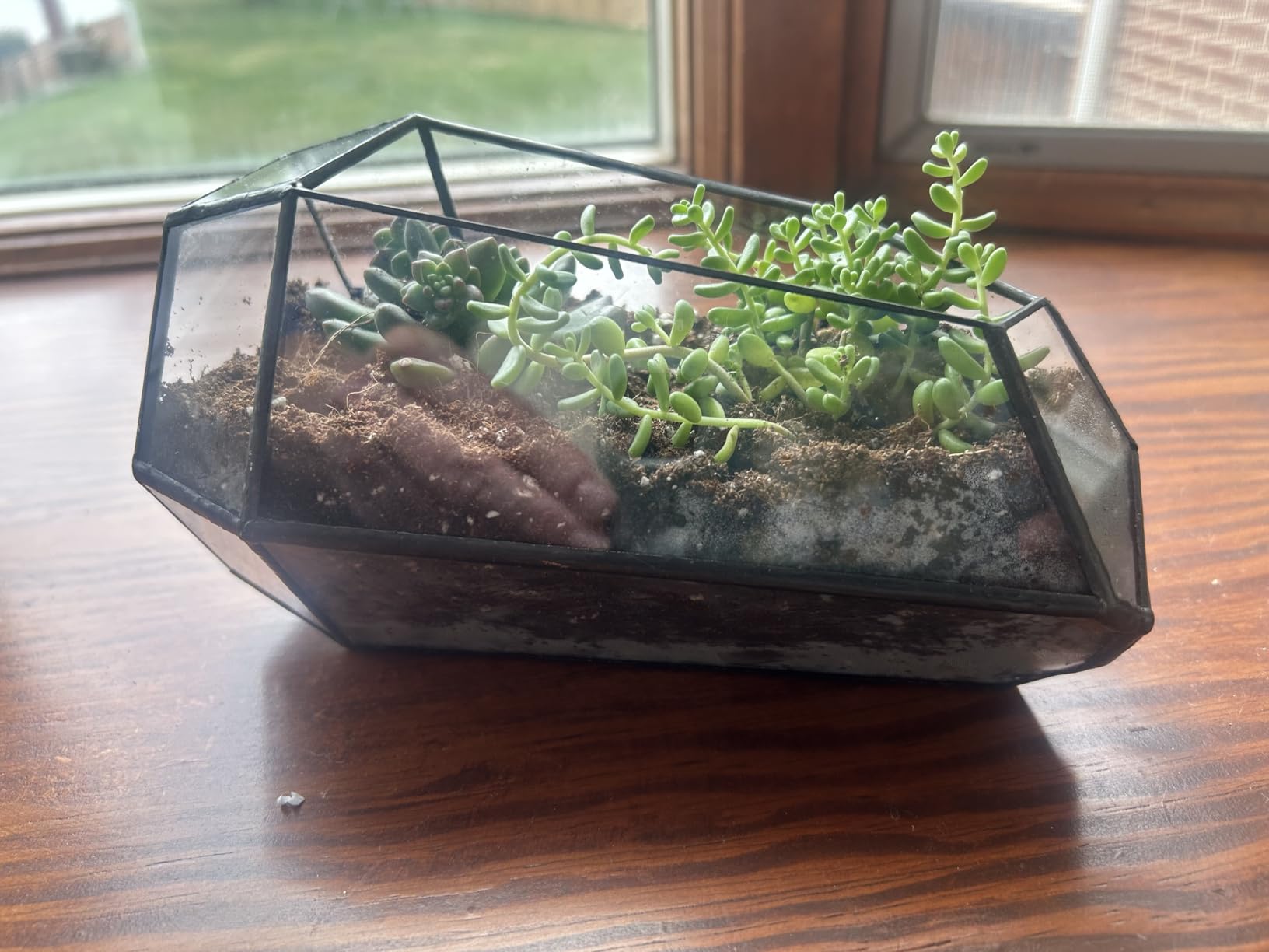 NCYP No Door Geometric Glass Terrarium Planter for Small Succulent, Small Cacti, Black Irregular Opened Terrarium Pot, Indoor Home Garden Office Tabletop Decor, 6.5