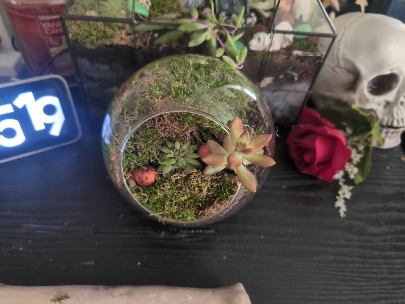 Mkono Plant Terrarium Display Glass Tabletop Succulent Air Plant Planter Globe Microlandschaft House, M | Succulent Holder, Oblique Mouth Opening, DIY Airplant Display, Multi-Purpose, Home Balcony Office Decor, Plant Lover Gift customer photo 1