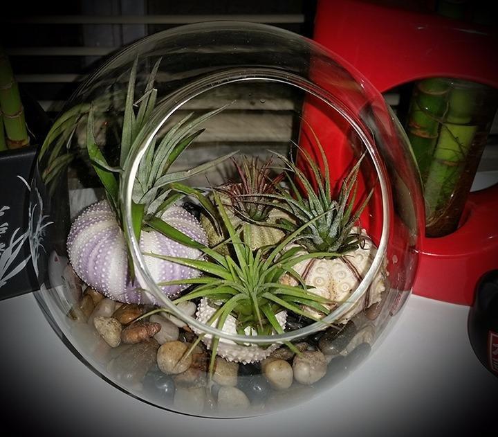 Mkono Plant Terrarium Display Glass Tabletop Succulent Air Plant Planter Globe Microlandschaft House, M | Succulent Holder, Oblique Mouth Opening, DIY Airplant Display, Multi-Purpose, Home Balcony Office Decor, Plant Lover Gift customer photo 2