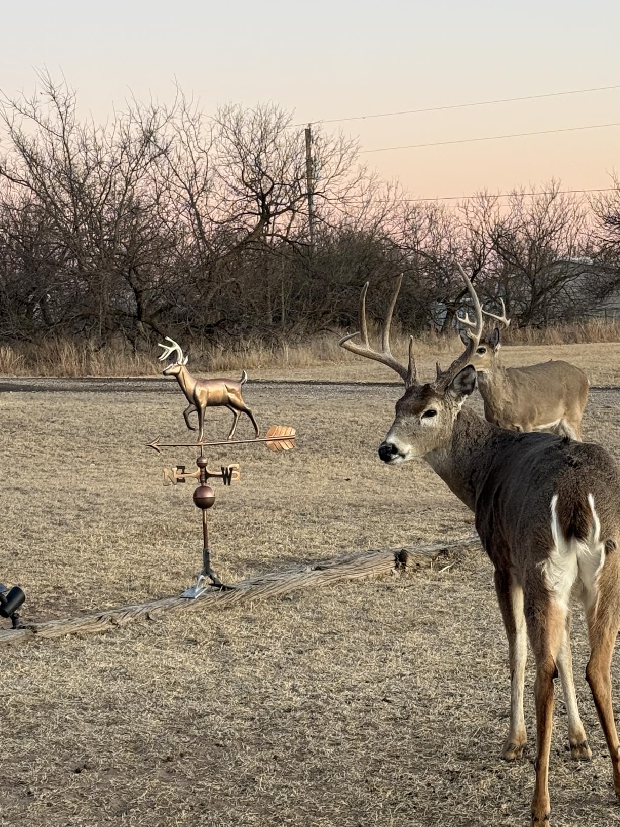 Good Directions White Tail Buck / Deer Weathervane, Pure Copper, Rooftop, Roof Décor, Wildlife customer photo 1