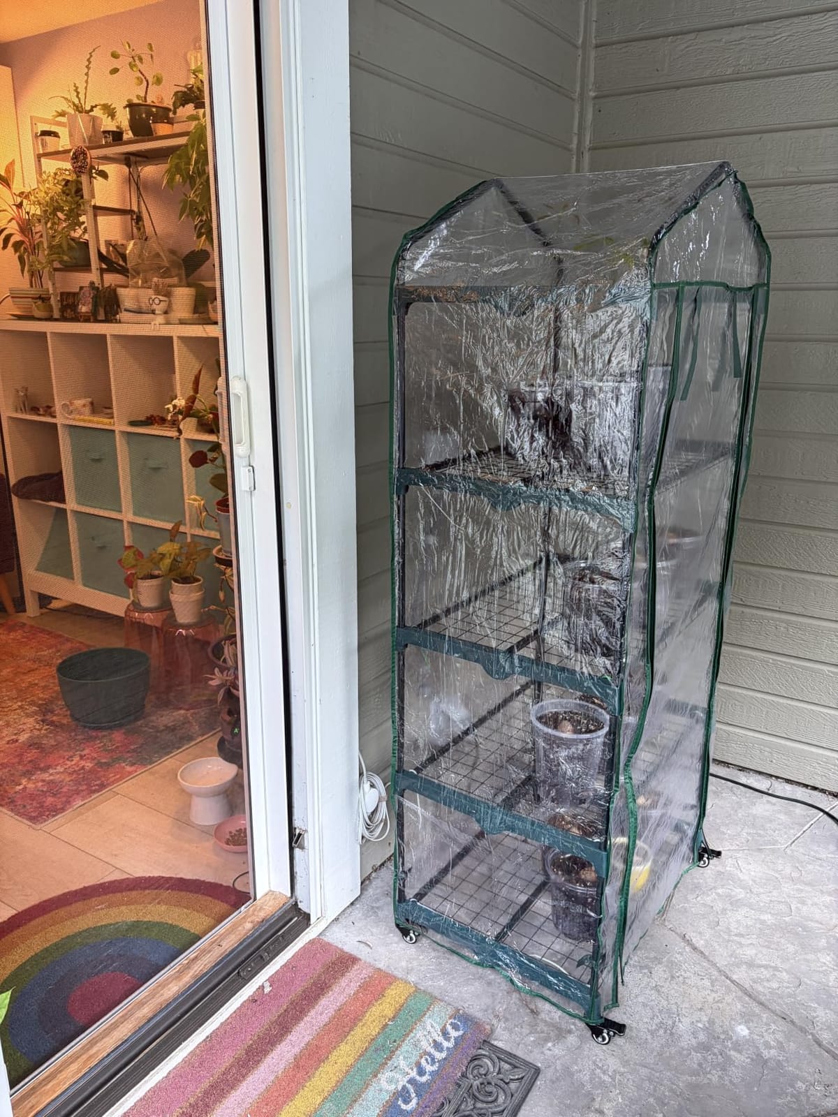 4 Tier Mini Greenhouse - Portable Greenhouse with Locking Wheels and PVC Cover for Indoor or Outdoor Green House by Pure Garden customer photo 2