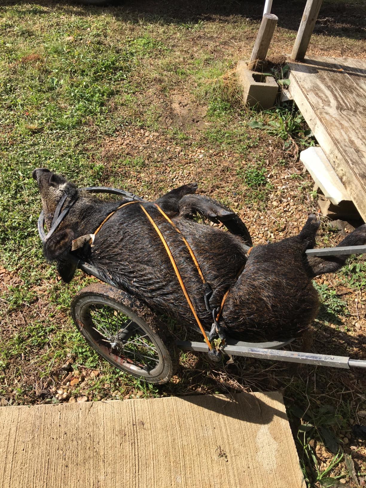 Muddy Mule Game Cart customer photo 1