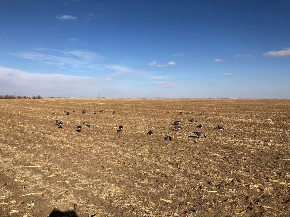 Avian X AXP Honkers Fusion Pack Lesser Canada Goose Decoys, Oversized Realistic Feeder Bodies, Flocked Heads, and Slotted Decoy Bag, Set of 6 customer photo 2